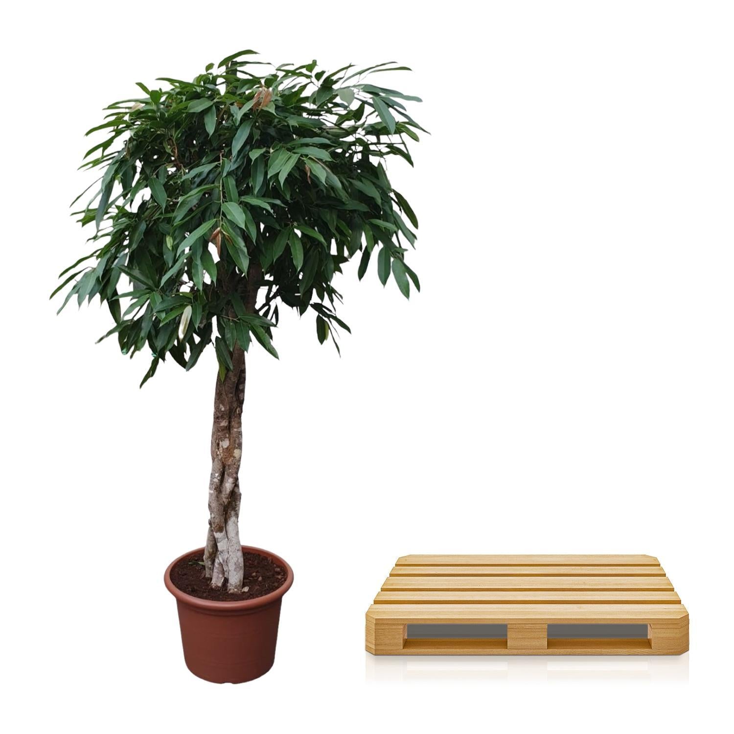 Gummibaum - Ficus Amstel King geflochtener Stamm - 190 cm - ø45