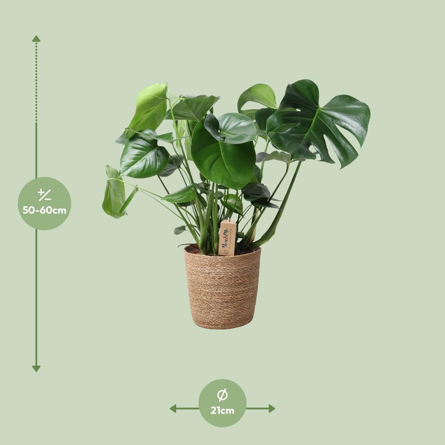 Monstera In Natuurlijke Mand - Ø21cm - ↕60cm