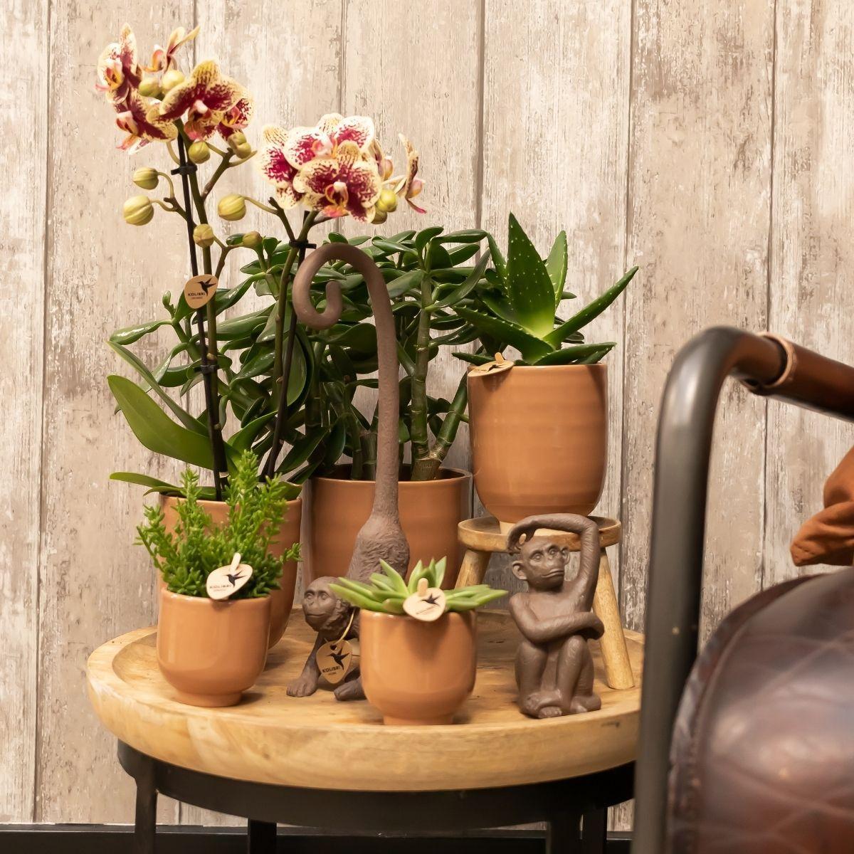 Kolibrie-orchideeën | Geelrode Phalaenopsis orchidee - Spanje + Cognac geglazuurde sierpot - potmaat Ø9cm - 40 cm hoog | Bloeiende kamerplant - vers van de veredelaar