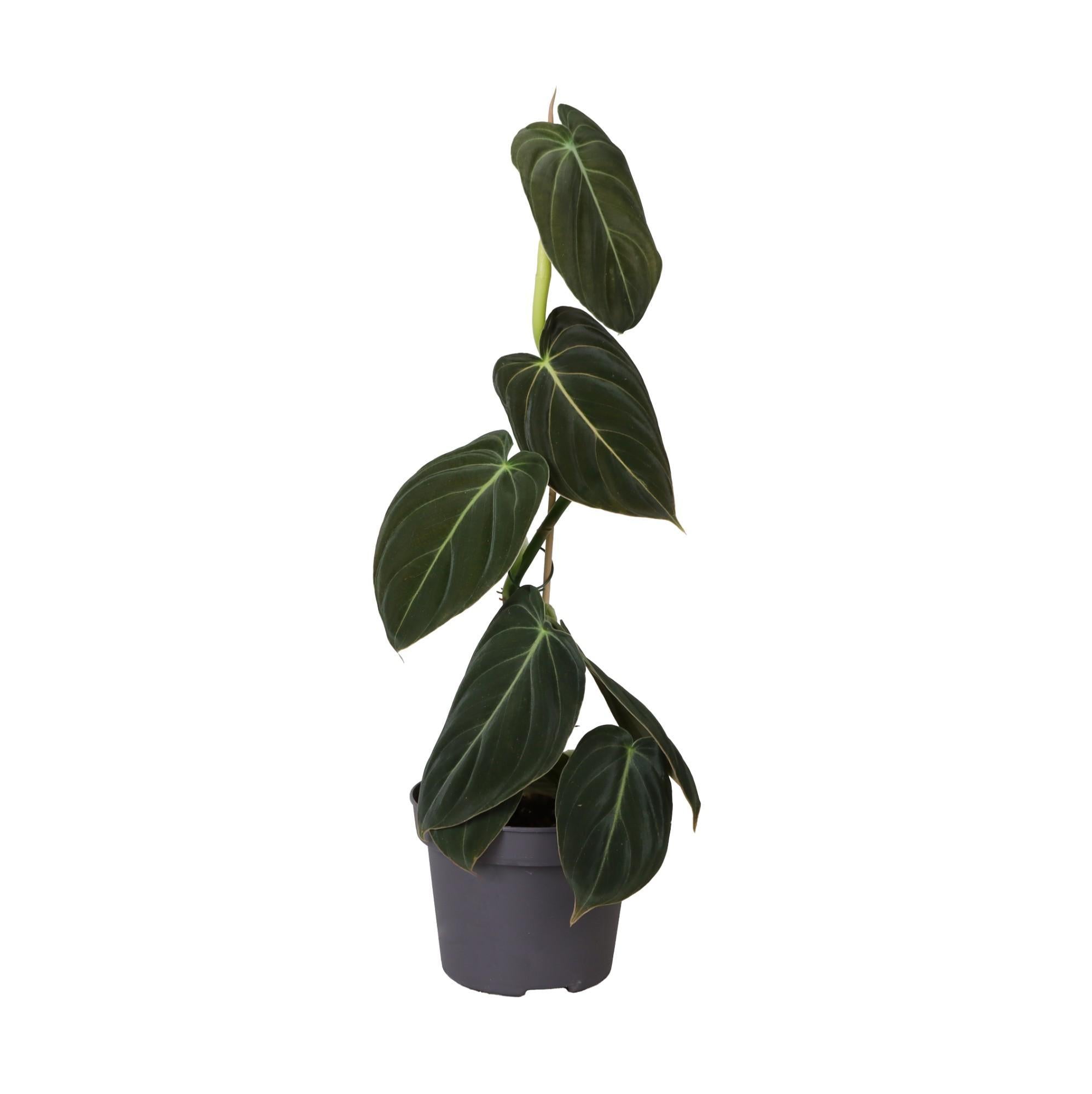 Schwarzgoldener Baumfreund - Philodendron Melanochrysum - Ø12cm - ↕35cm