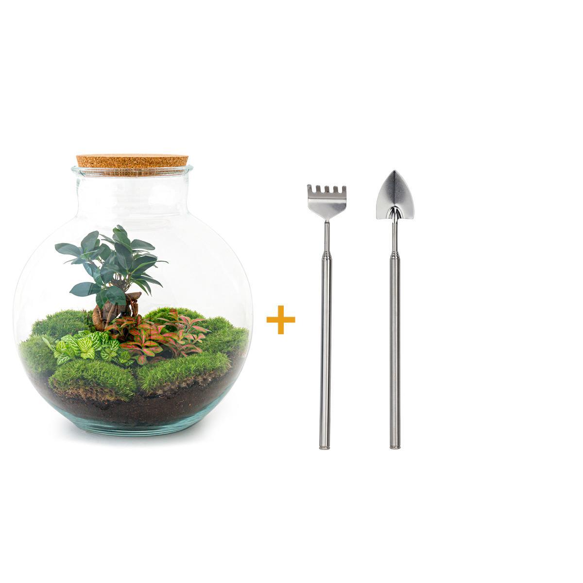 Flessentuin - Bolder Bob Bonsai - ↕ 30 cm - Hark + Schep