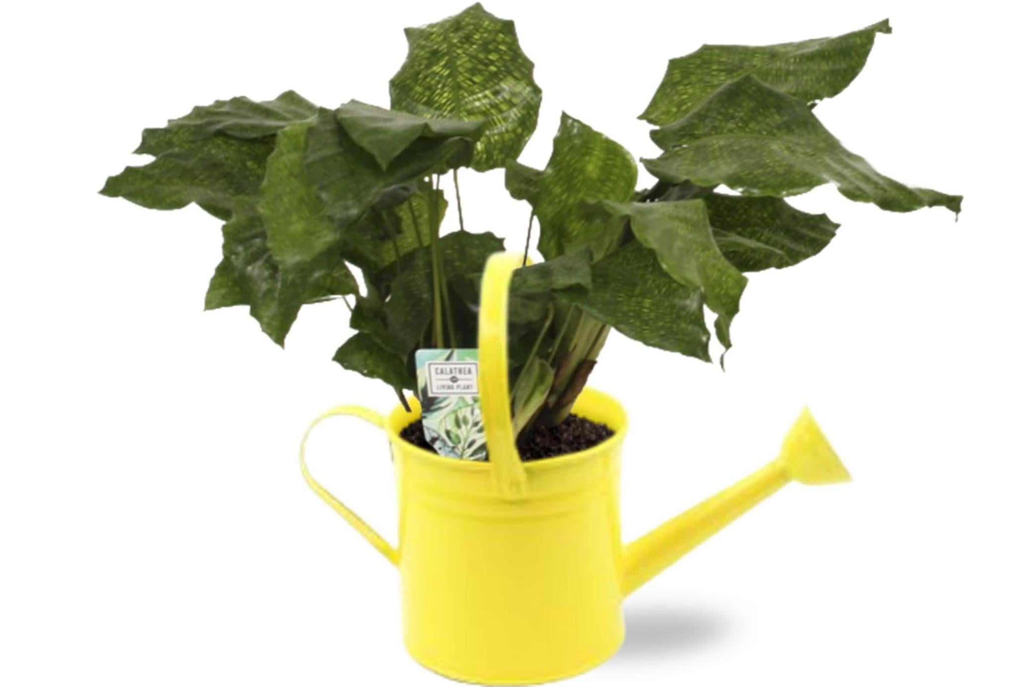 Gebetspflanze - Calathea Network - 14cm - ↕30cm D14,5x14,5cm - mit gelber Gießkanne