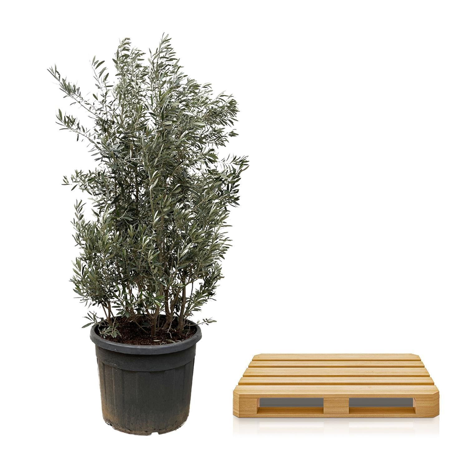 Olea Olive Europaea strauch - 225cm- Ø50