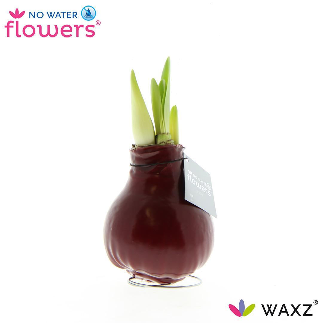 No Water Flowers Waxz® Bordeaux - ↕15cm