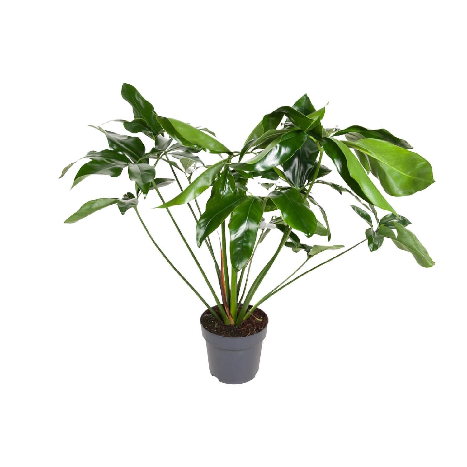 Philodendron Green Wonder - Ø24cm - ↕100cm