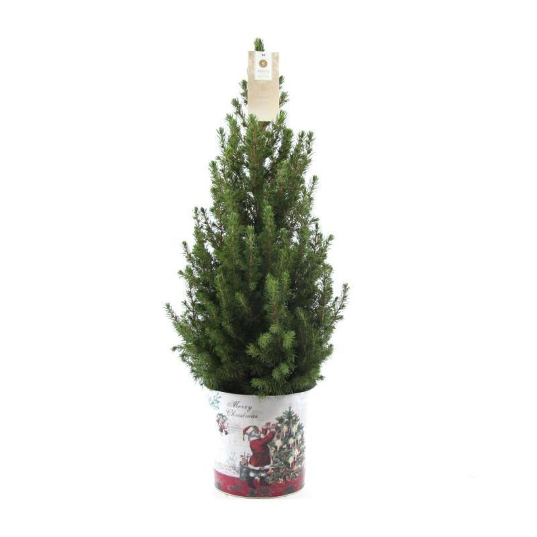 Kleiner Weihnachtsbaum in Weihnachten Topf - 70 cm - Picae Glauca Conica - Standalone