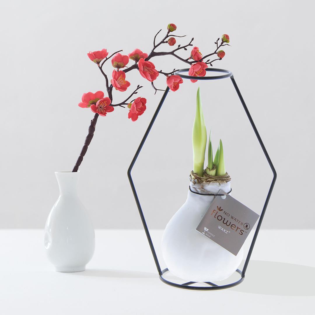 No Water Flowers® (wax amaryllis) | Formz Modern - White + Red flower