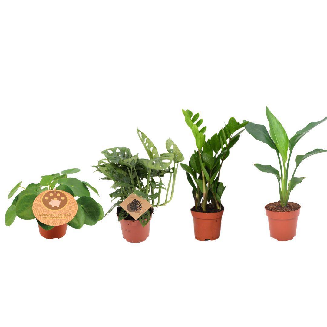 Musthave plantenbak - 4 stuks - Ø12cm - ↕20-40cm