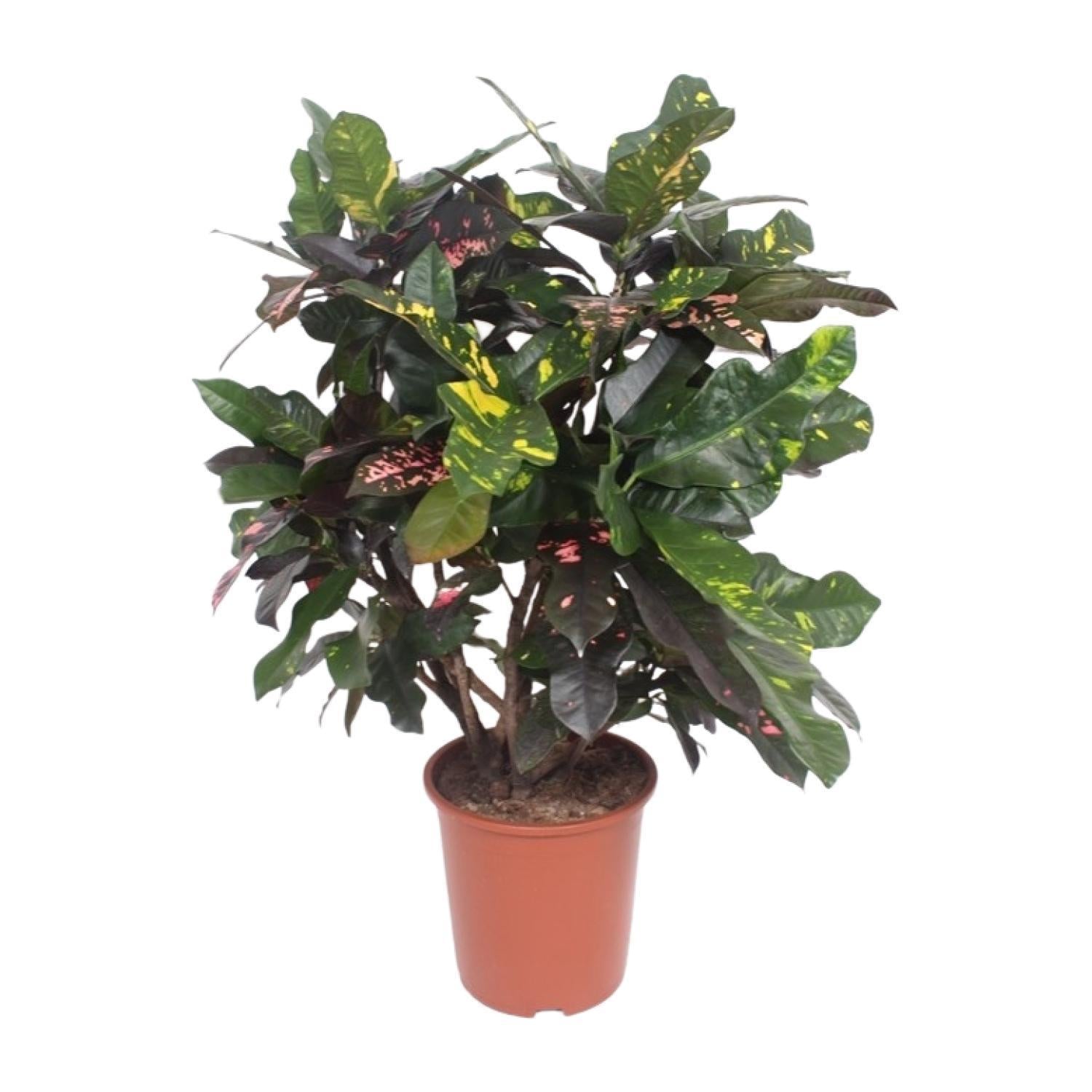 Wunderstrauch  Magnificent - Codiaeum Magnificent -  Kroton Magnificent - Ø27cm - ↕110cm