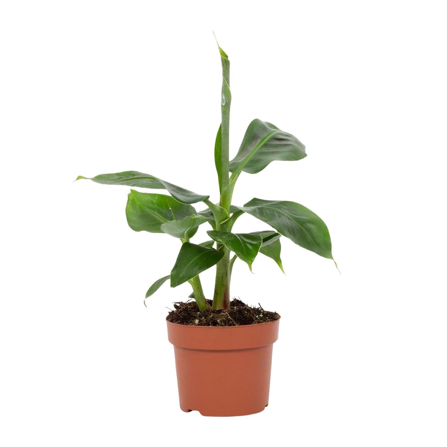 Bananenpflanze - Musa Tropicana 12cm - Ø12cm - ↕27cm