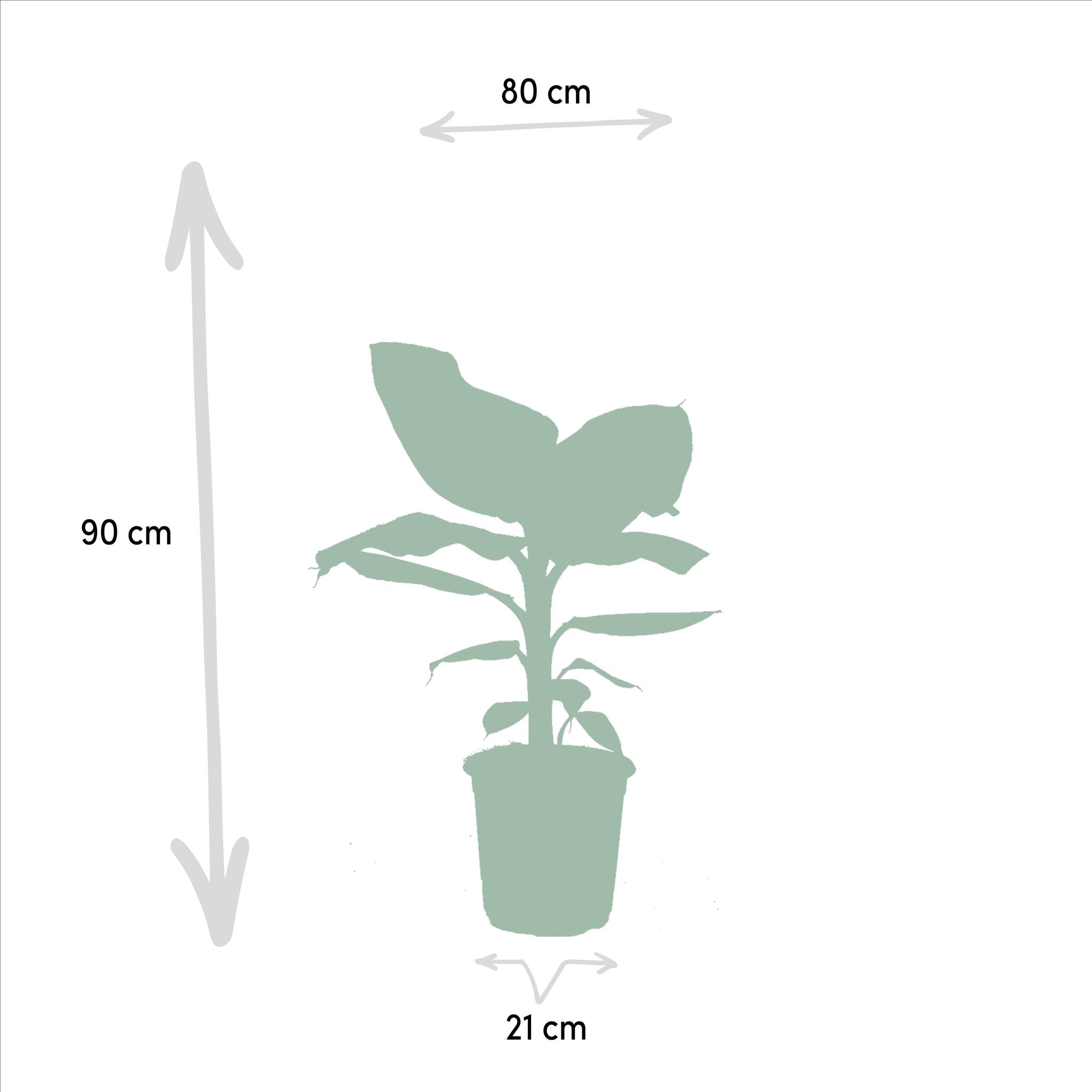 Monstera Deliciosa - Ø21cm - ↕75cm + Musa Dwerg Cavendish - Ø21cm - ↕85cm + Strelitzia Nicolai - Ø19cm - ↕85cm