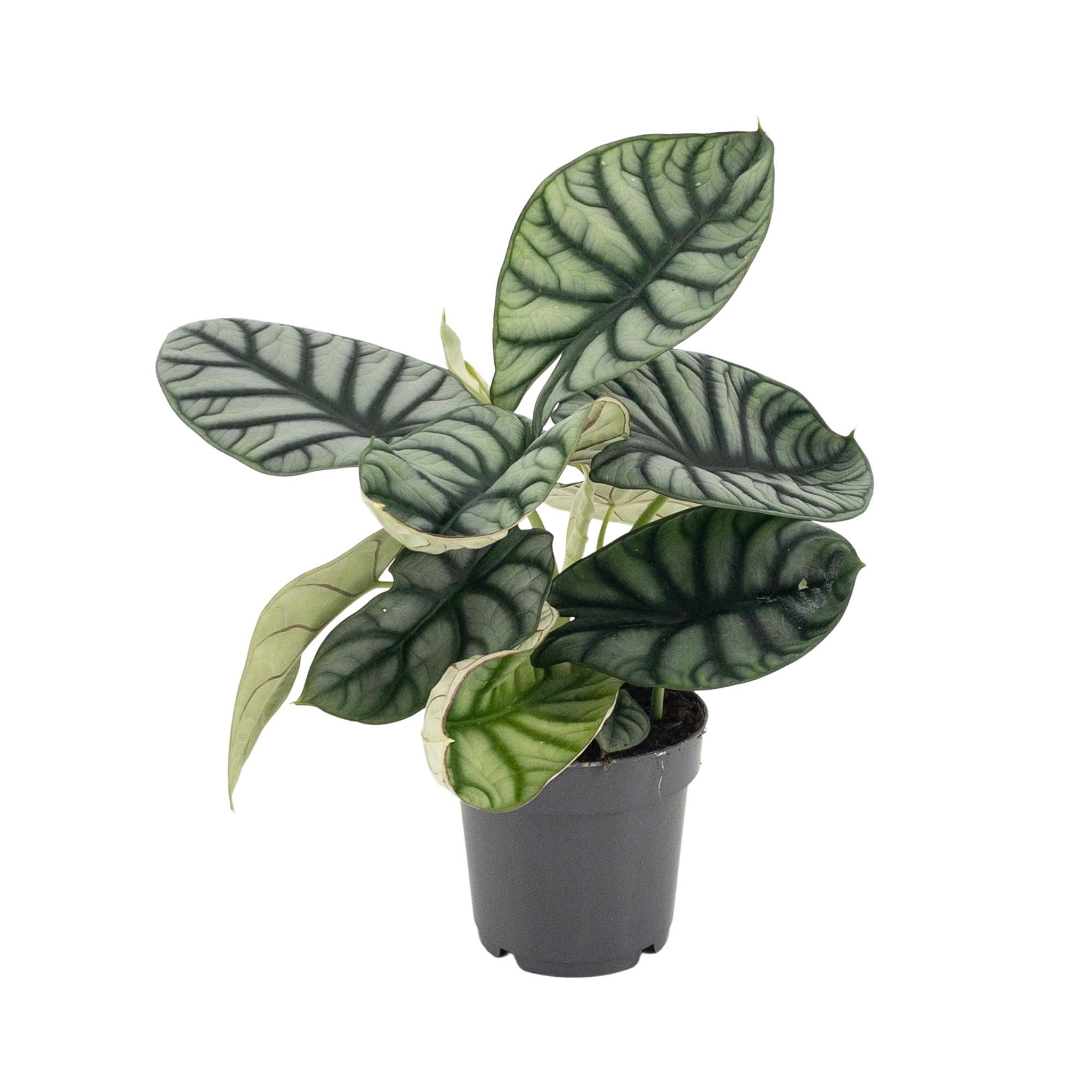 Alocasia Nebula Zilver - Ø14cm - ↕30cm