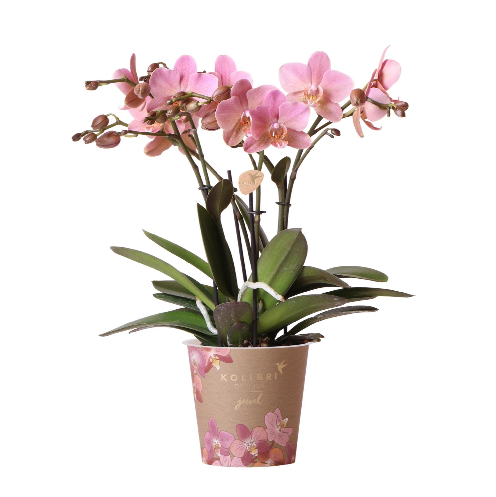 Kolibrie-orchideeën | Oudroze Phalaenopsis orchidee - Jewel Treviso - potmaat Ø12cm | bloeiende kamerplant - vers van de veredelaar