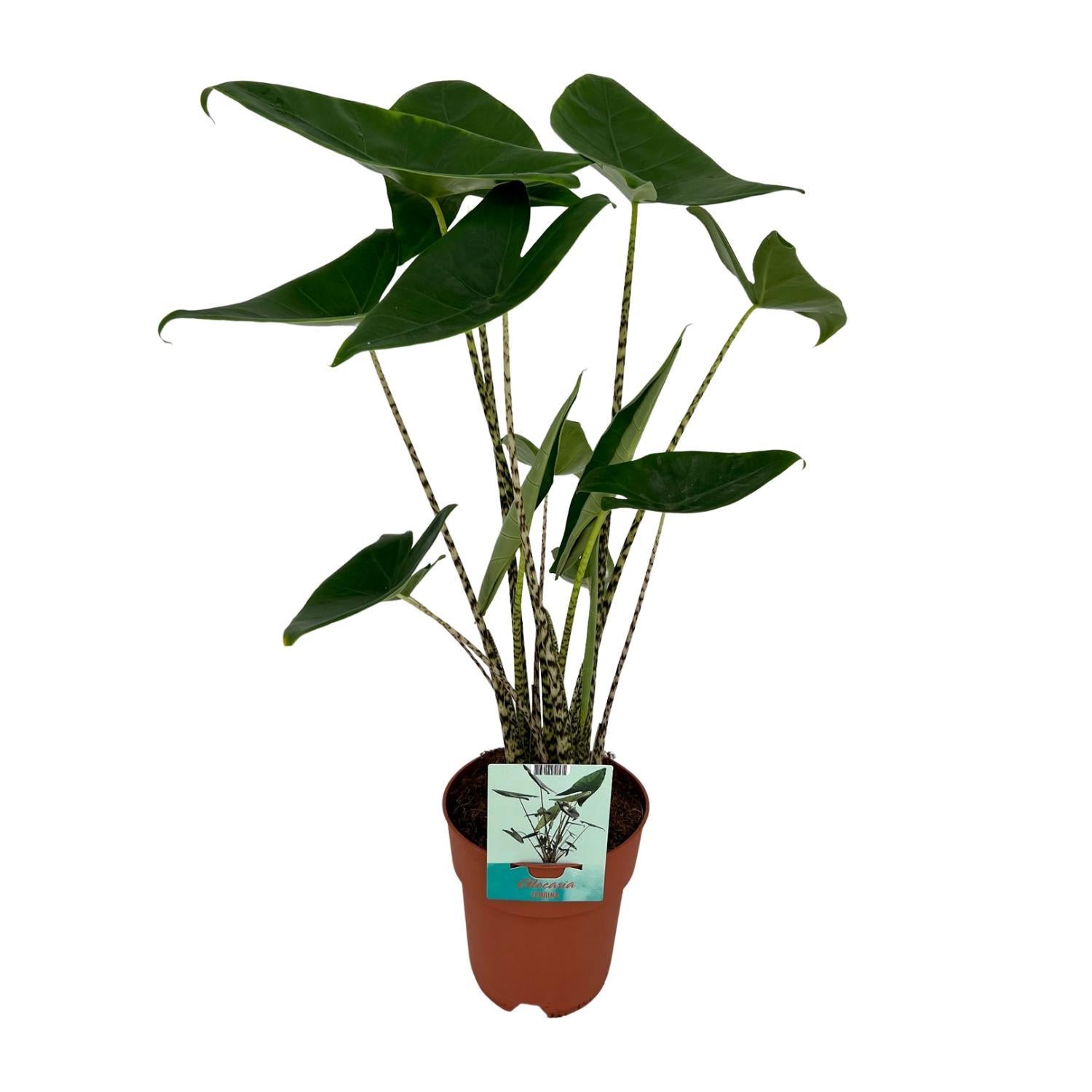 Elefantenohr - Alocasia Zebrina Ø19cm - ↕75cm