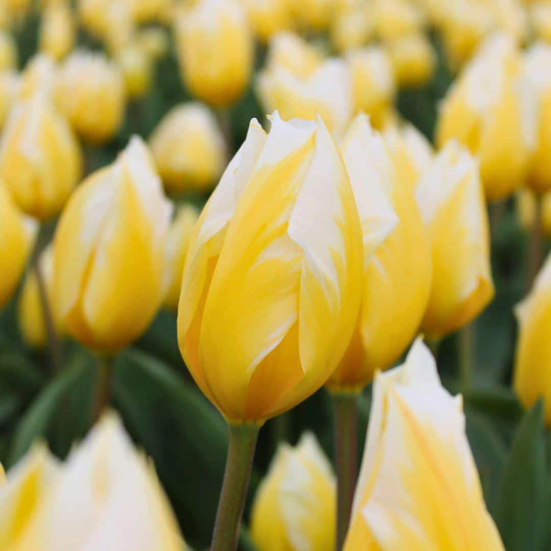 Tulpen - Dutch Tulpen Mix - Luxusbox groß, 90 Blumenzwiebeln für 2,5 qm Blumenpracht - Gr��e 12+