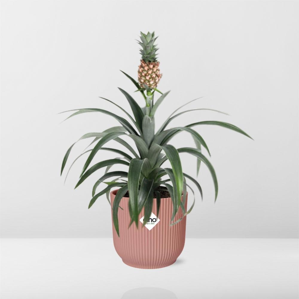 Ananaspflanze - Ananas Mi Amigo in ELHO Vibes Fold 14cm roze Topf rosa