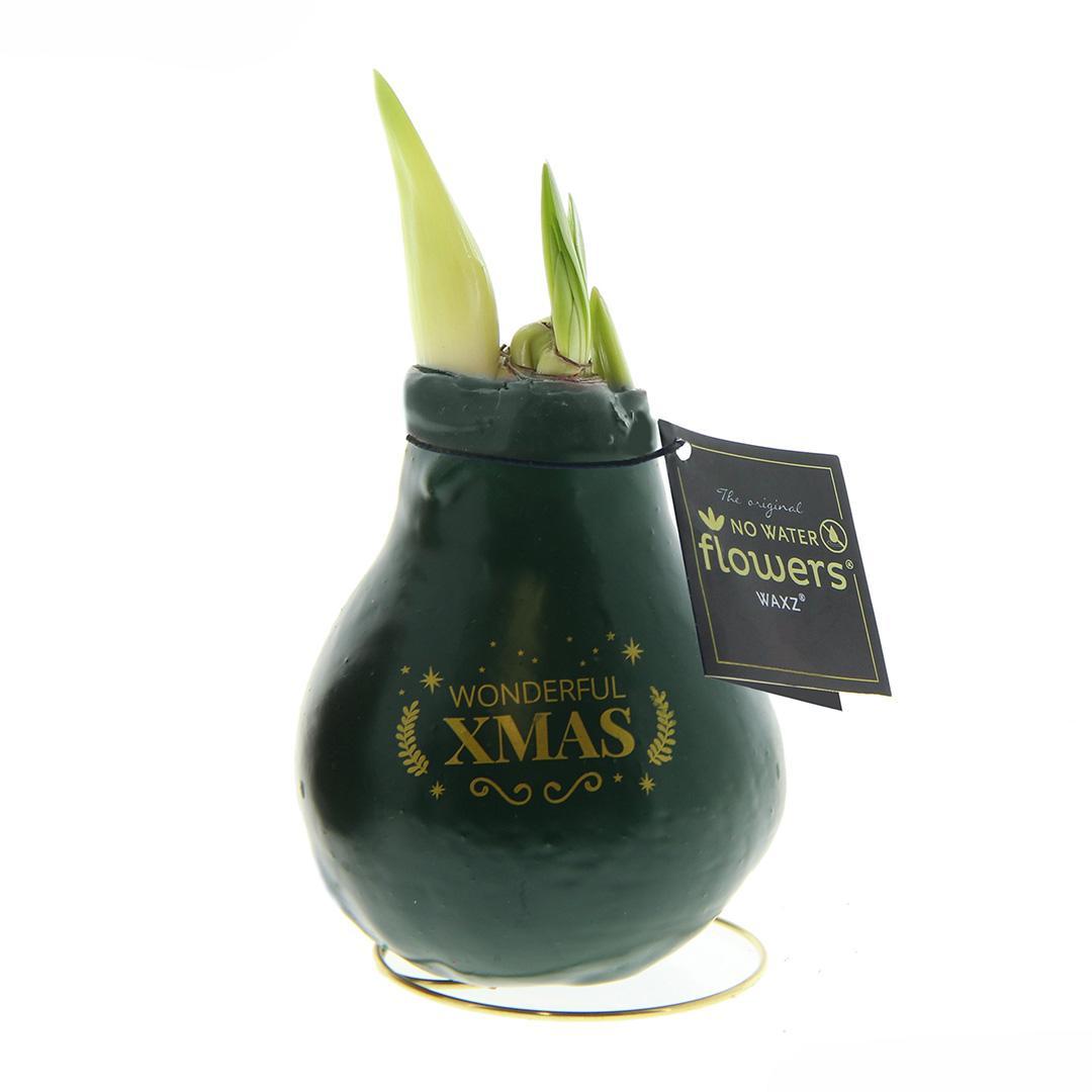 No Water Flowers® (wax amaryllis) | Waxz® Printz "Wonderful XMAS" - Dark Green + Red flower