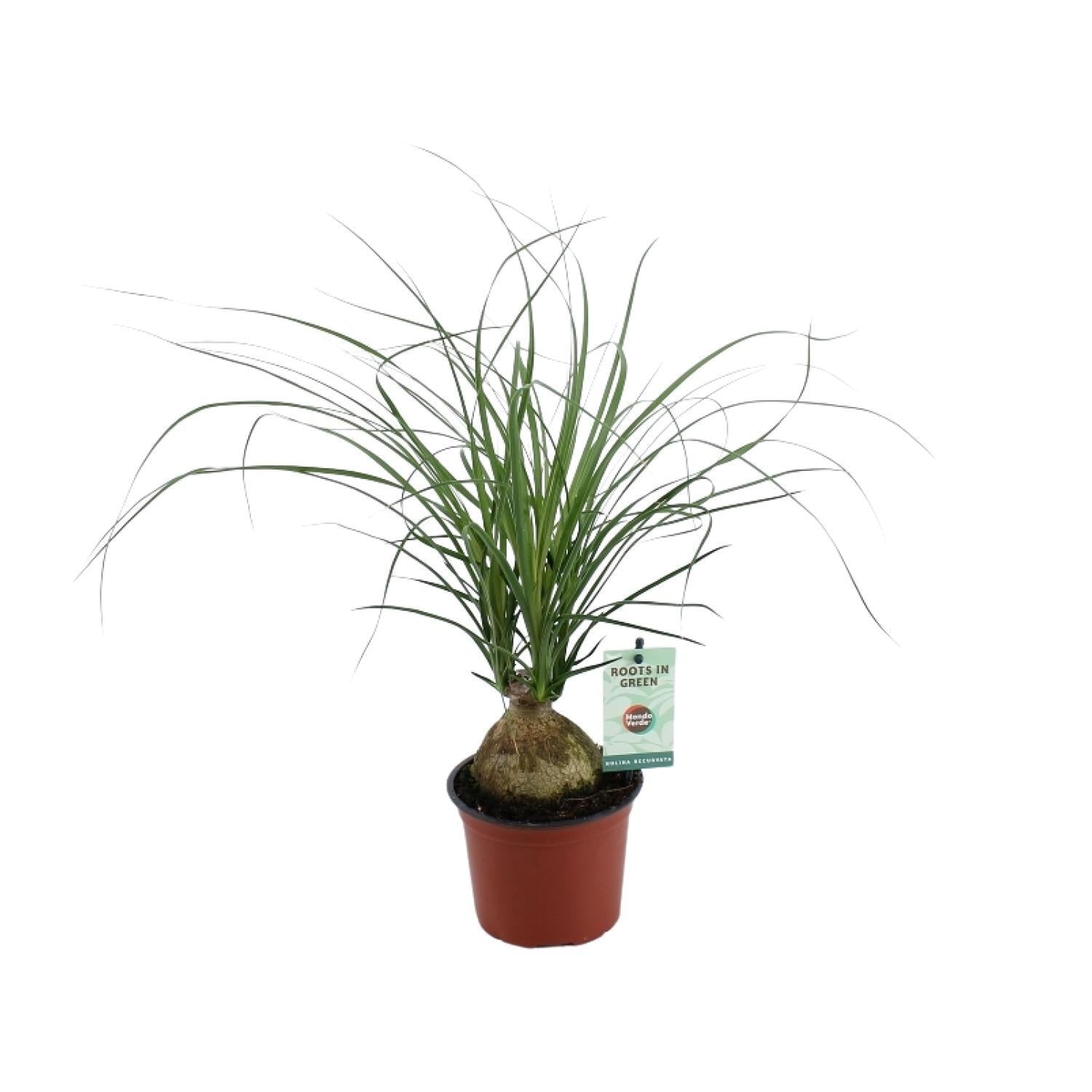 Elefantenfuß - Beaucarnea Nolina Recurvata - Ø12cm - ↕45cm