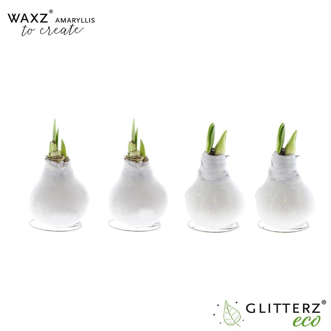 Amaryllis Waxz To Create White - 4 Stück - Ø7 cm - ↕15 cm