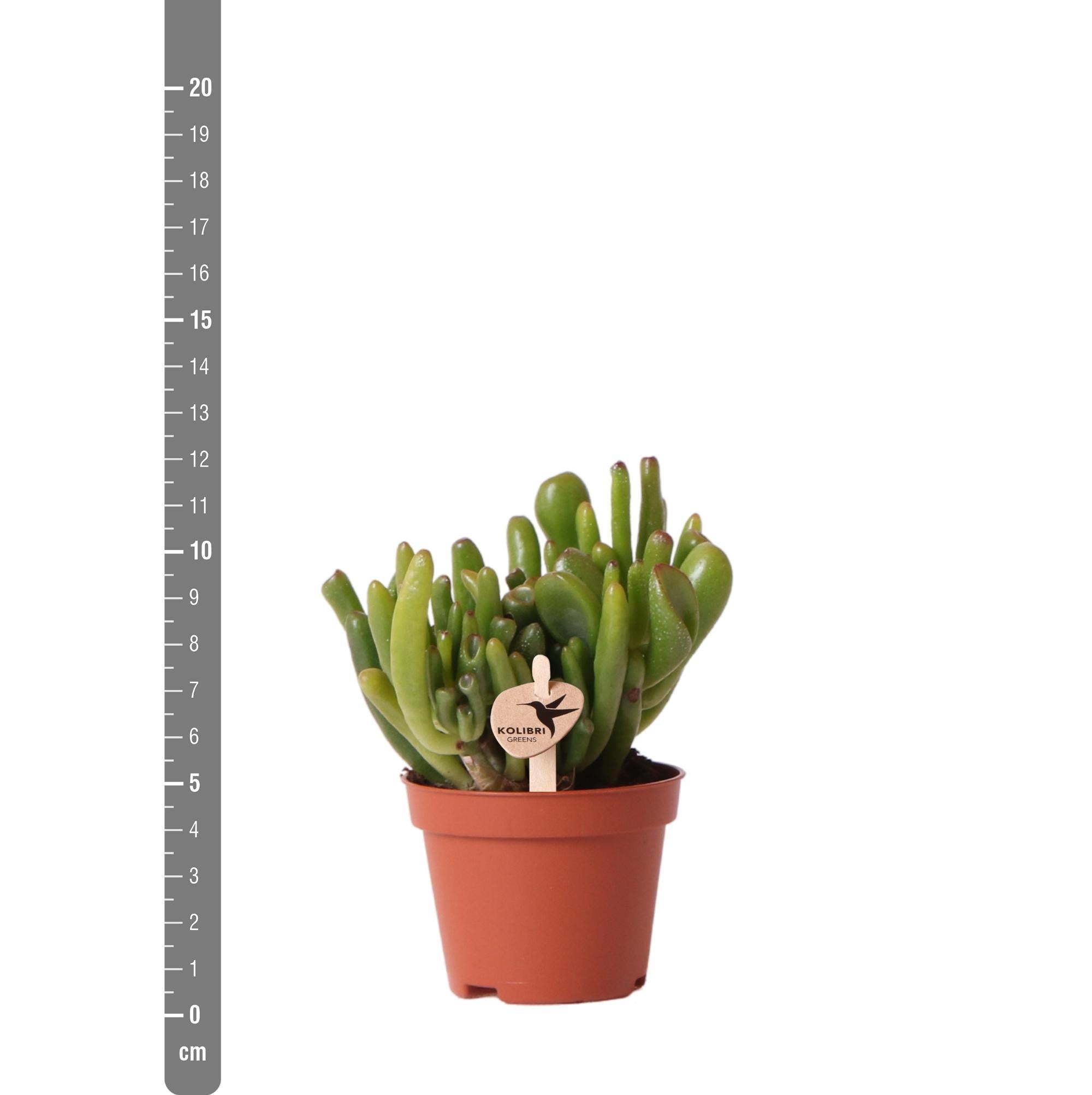 Gummibaum -Crassula Hobbit - Jadepflanze - Ø6cm -