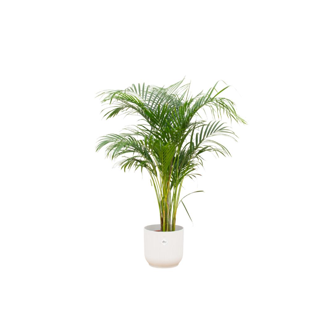 Arecapalme Dypsis lutescens inklusive elho Vibes Fold Round Topf weiß Ø30 - 140 cm