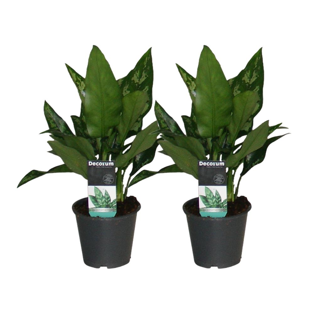 Kolbenfaden - Aglaonema Maria - 12cm - ↕30cm   2 Stück