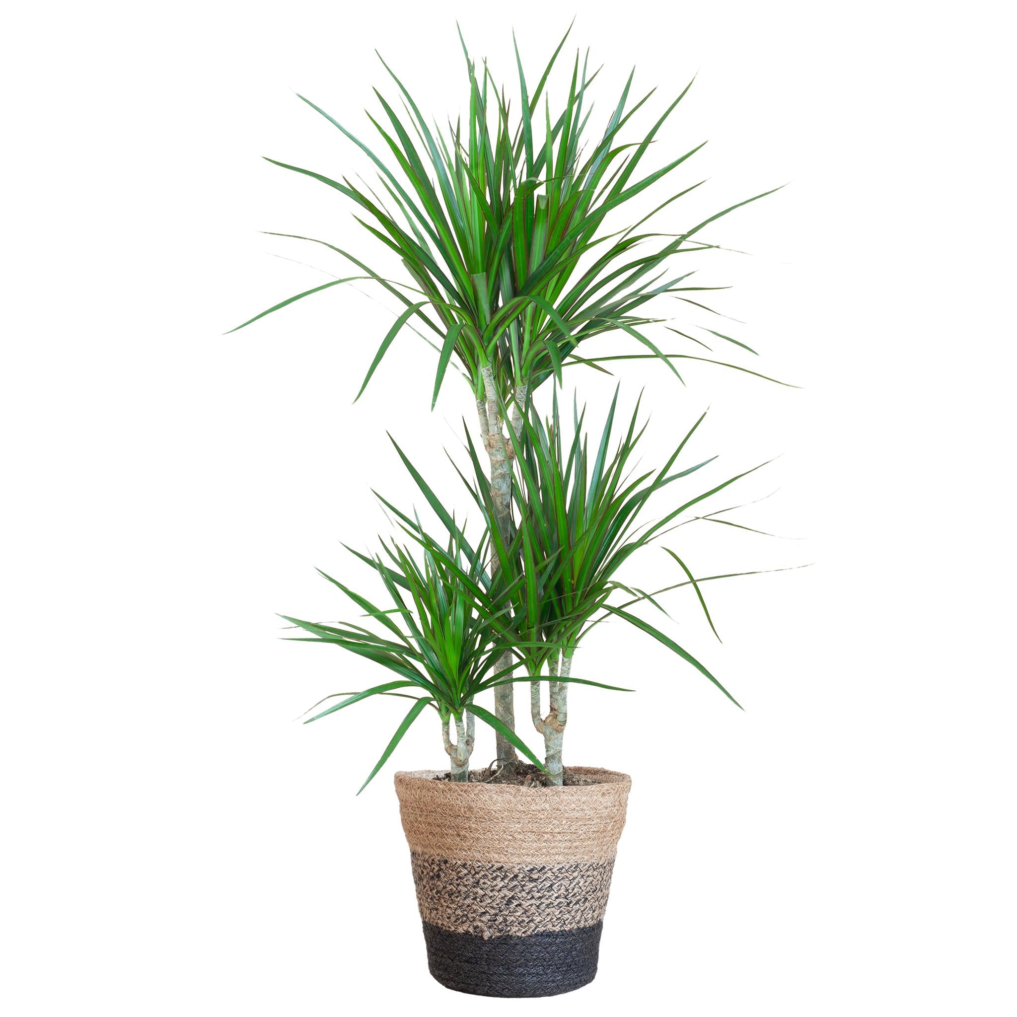 Dracaena Marginata met Lissabon Zwart Mandje - 95cm - Ø21