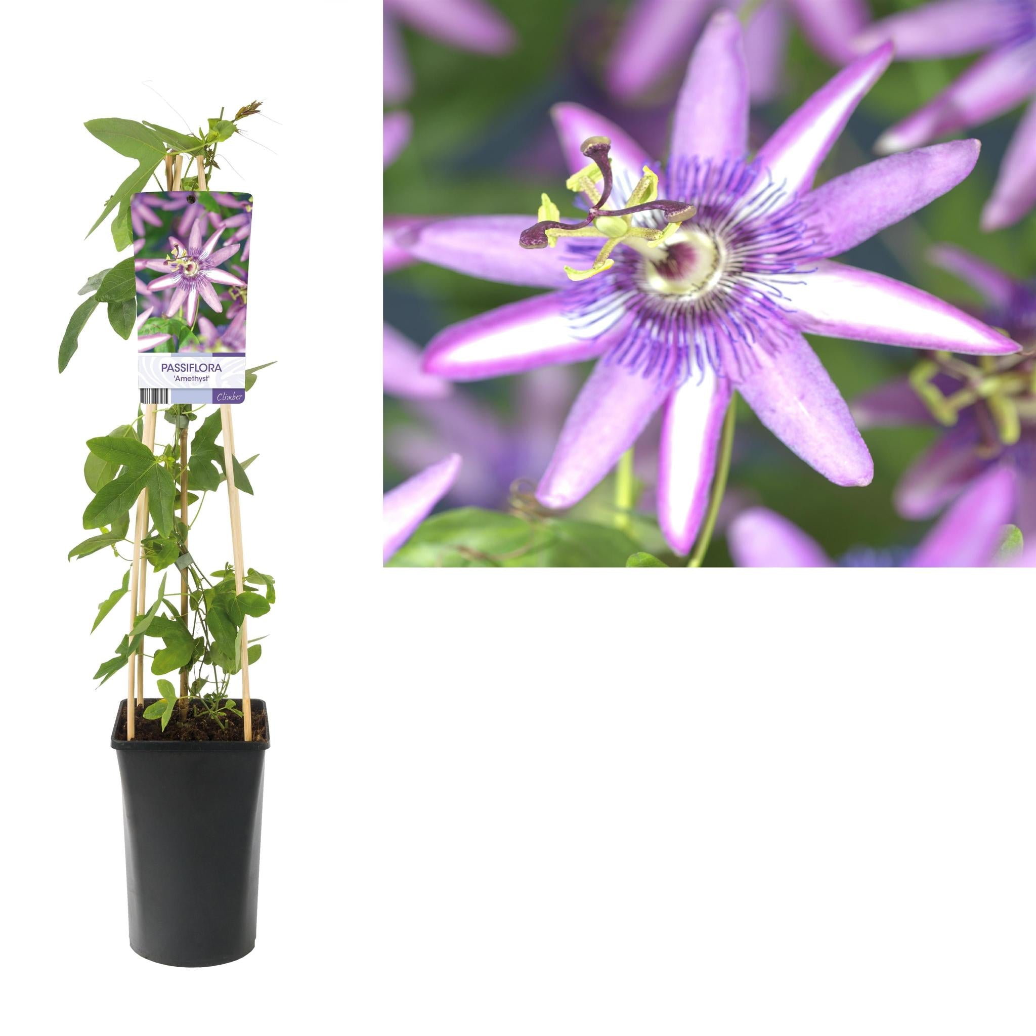 Passiflora 'Amethyst' +light Label