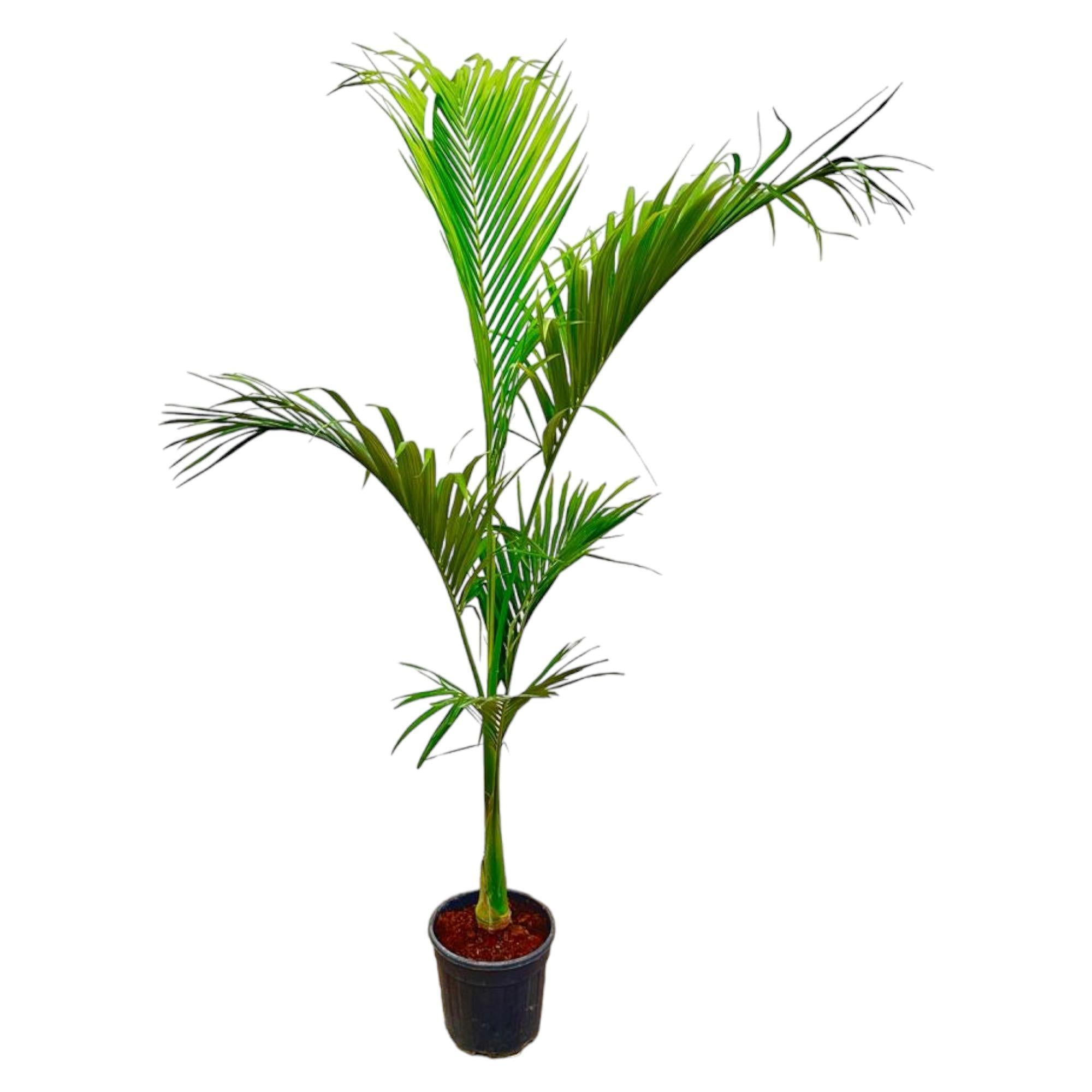 Königspalme oder Alexandra-Palme - Archontophoenix Alexandrae - 250cm - ø30