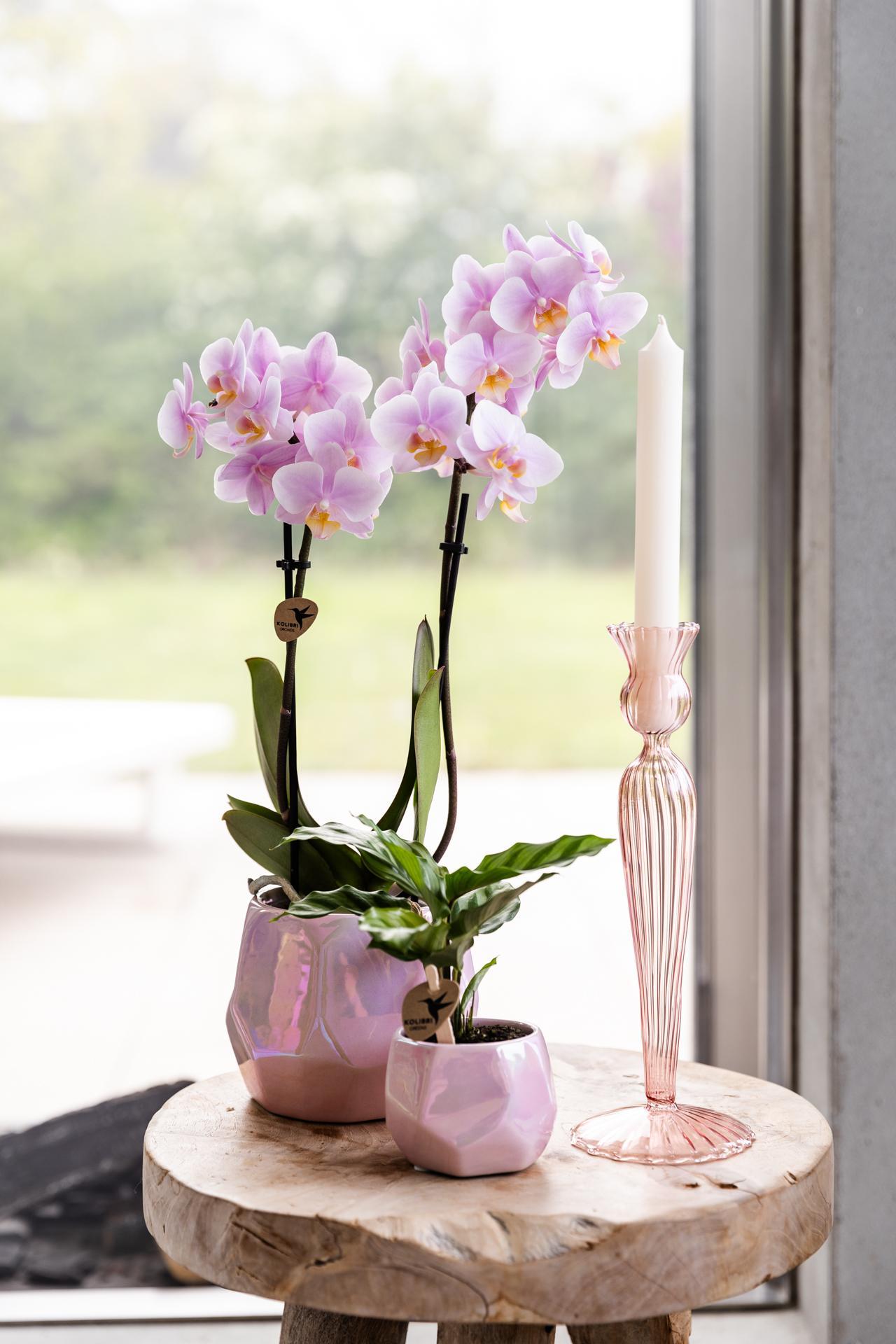 Kolibrie-orchideeën | Roze Phalaenopsis Orchidee - Andorra - potmaat Ø9cm | bloeiende kamerplant - vers van de veredelaar