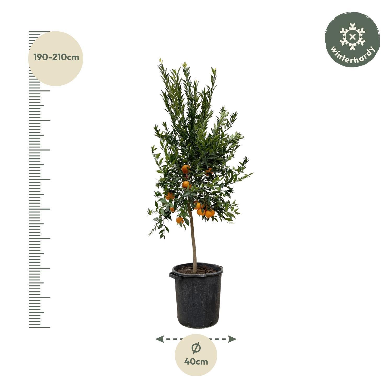 Mandarinenbaum - Citrus Mandarino - 200 cm - ø40