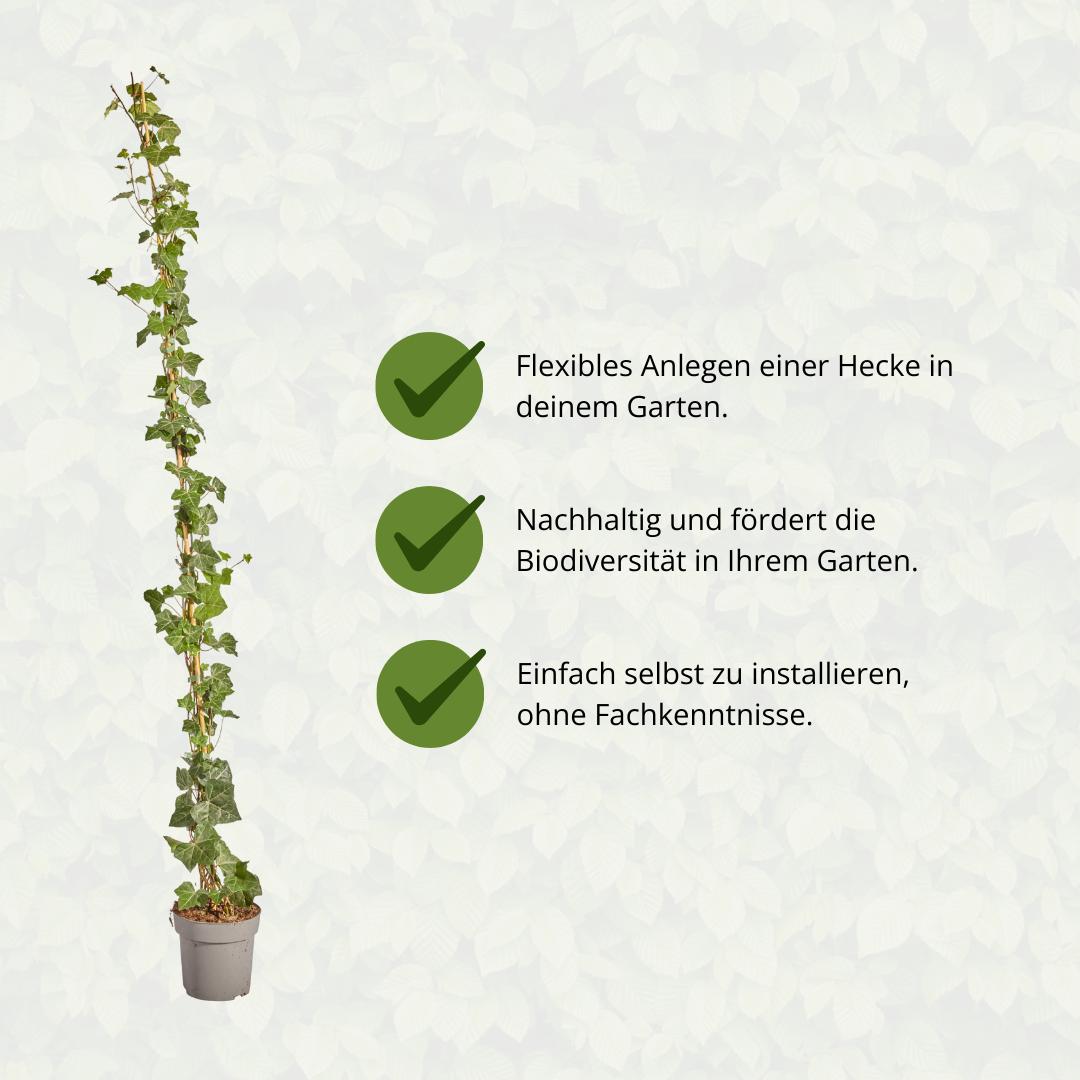 Irischer Efeu oder Atlantischer Efeu - Hedera Hibernica - Efeu - gestäbt - ↨150 - 175 cm