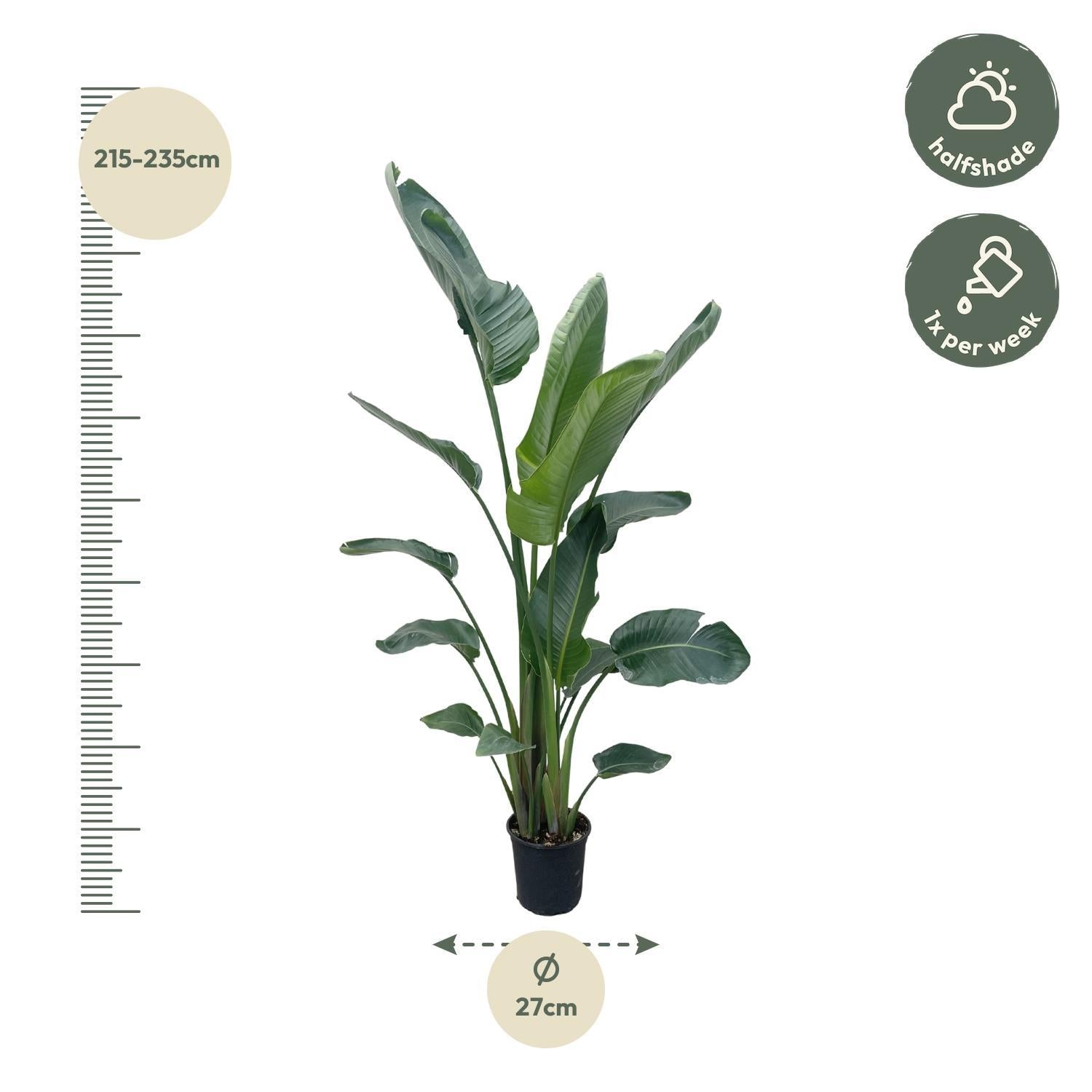 Strelitzia Nicolai XXL - 225 cm - ø27