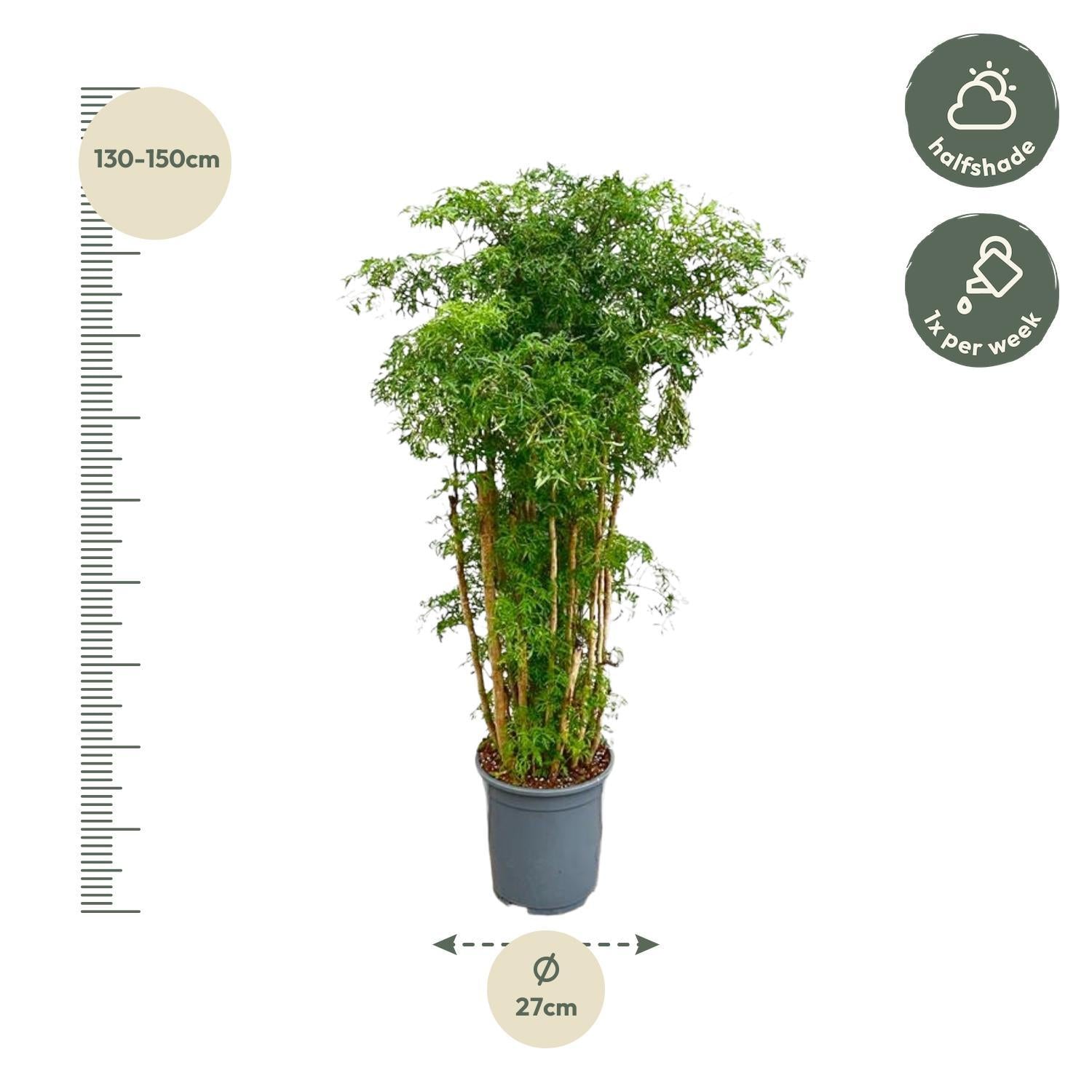 Polyscias Ming verzweigt – 140 cm – ⌀27