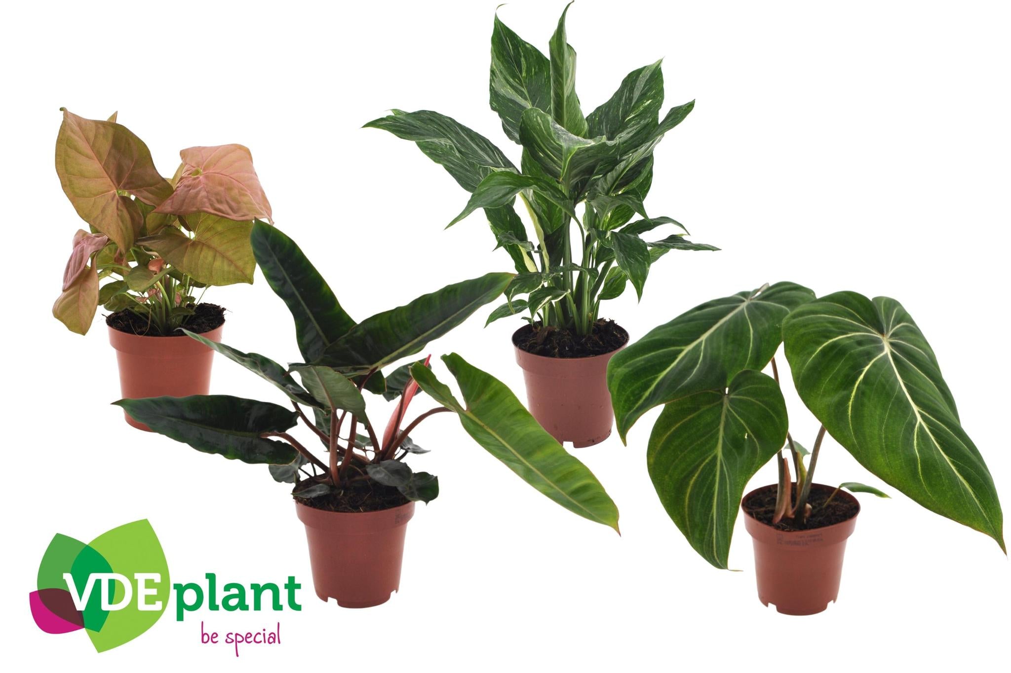 Premium Planten Mix - 4 Stücke - Ø12cm - ↕40cm