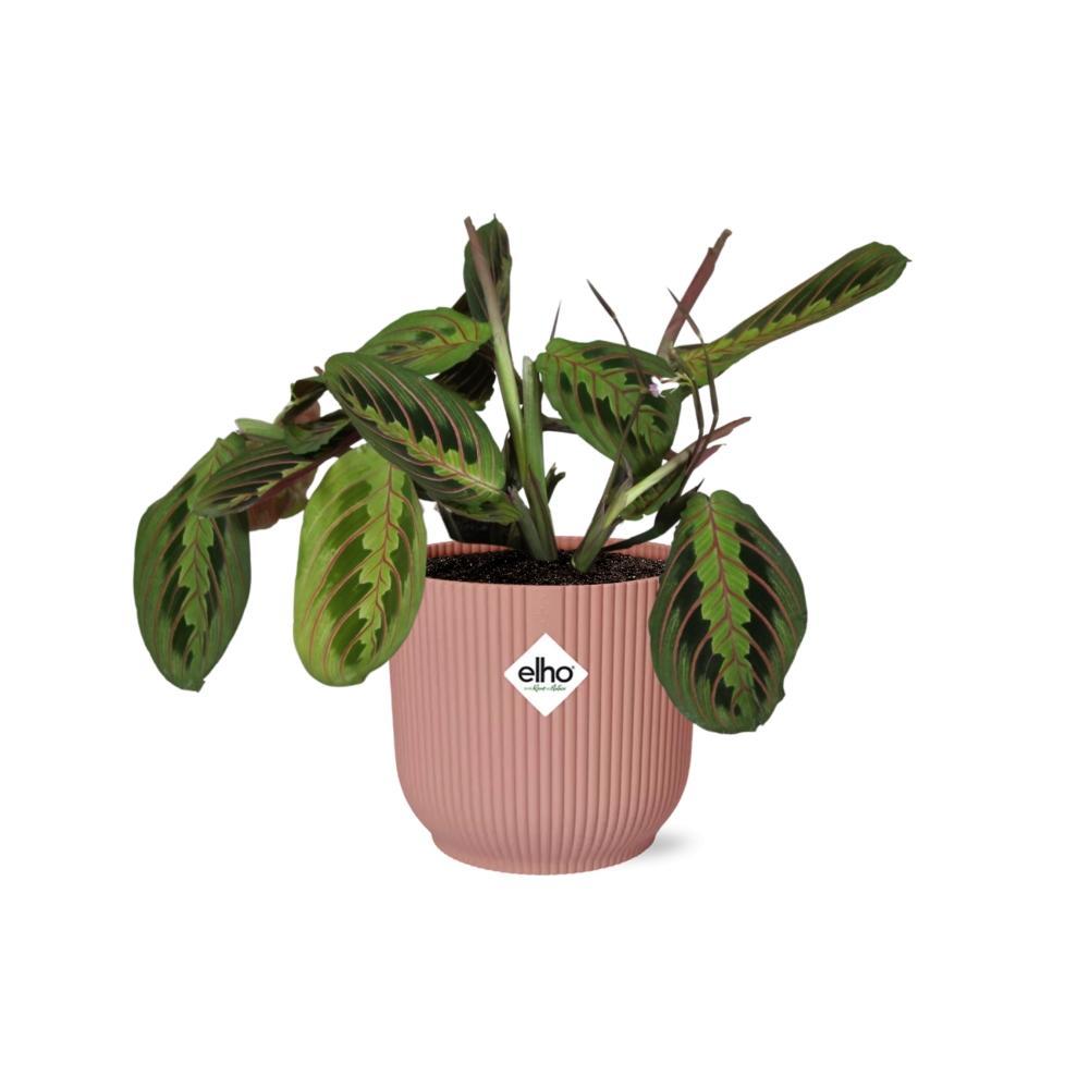 Gebetspflanze - Maranta Leuconeura ‘Fascinator’ Tricolor in ELHO Vibes Fold Topf 14cm rosa