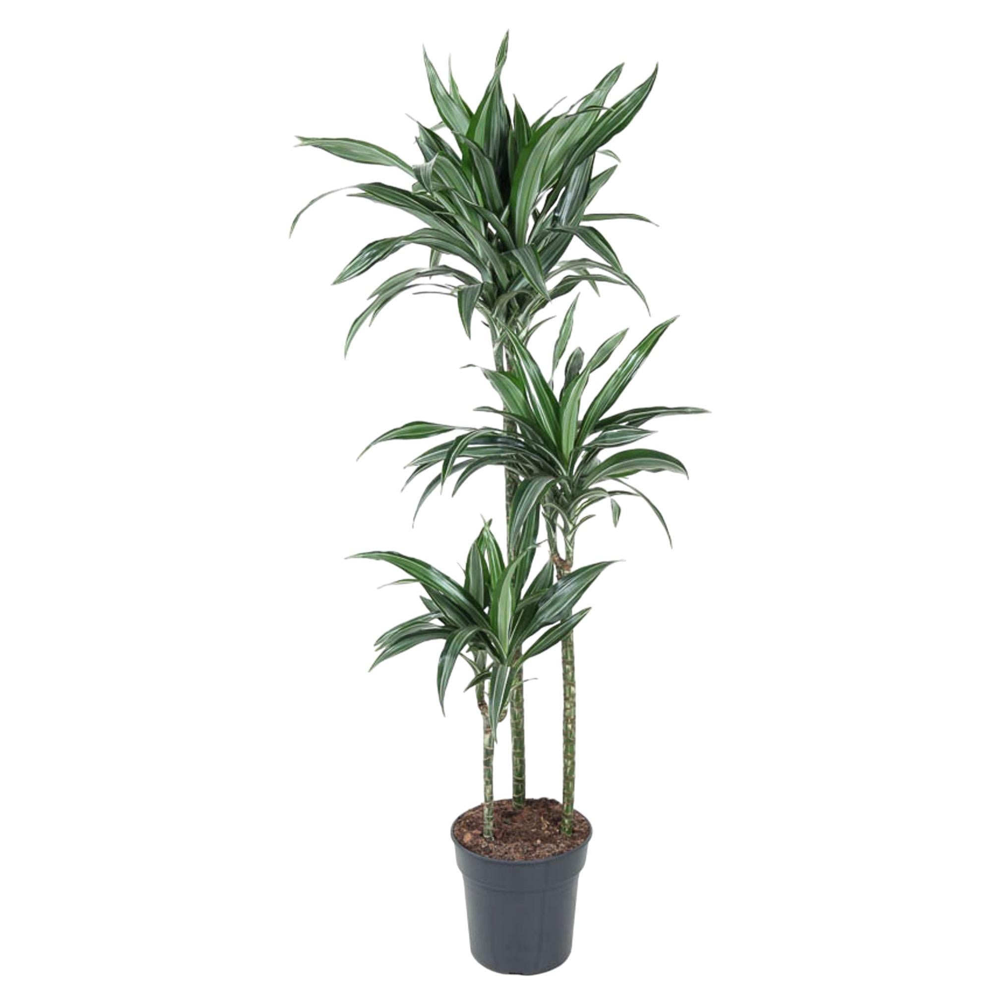 Drachenbaum Ulises - Dracaena Ulises - 150 cm - ø24