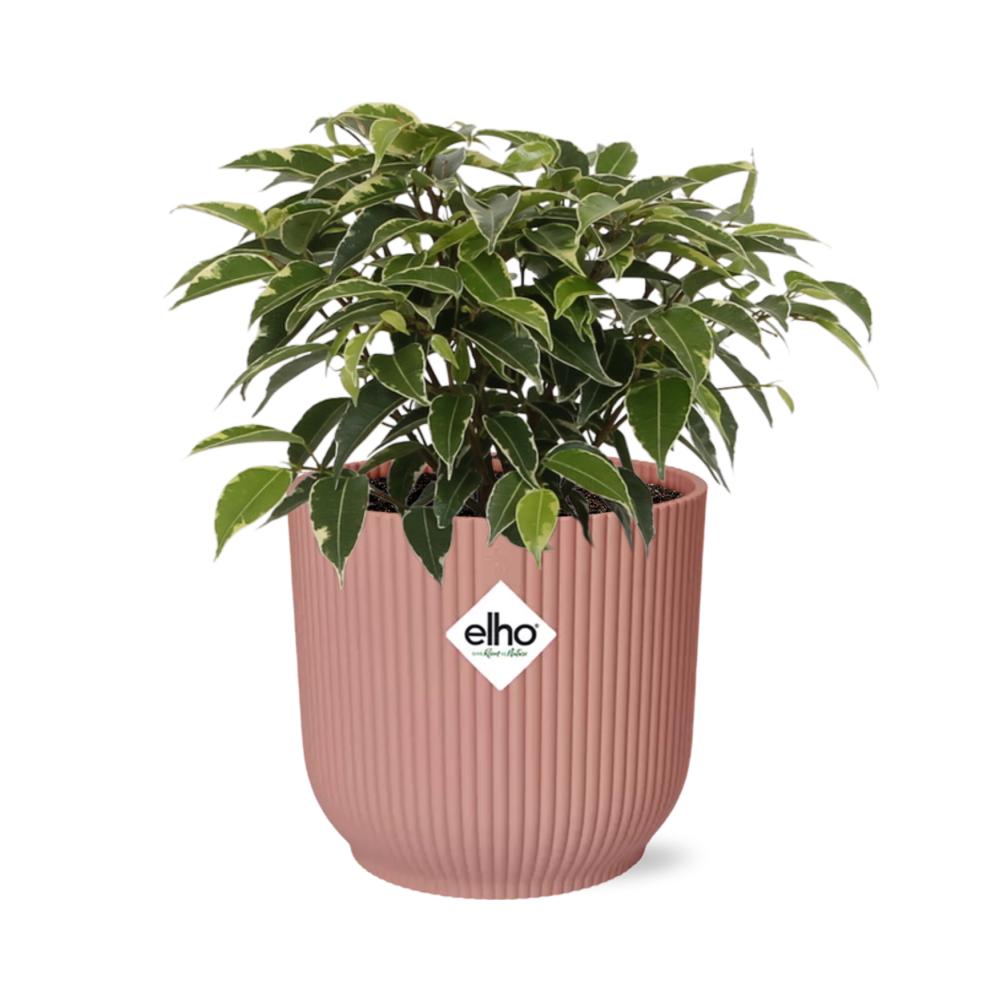 Birkenfeige - Ficus Benjamina Kinky in ELHO Vibes Fold 14cm Topf Rosa