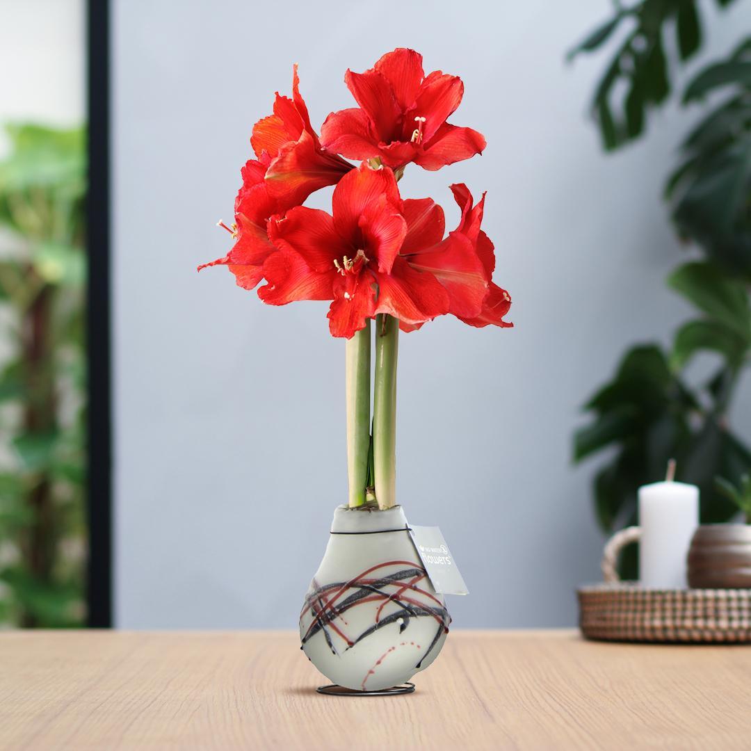 No Water Flowers® (wax amaryllis) | Waxz® Art van Gogh - White + Red flower