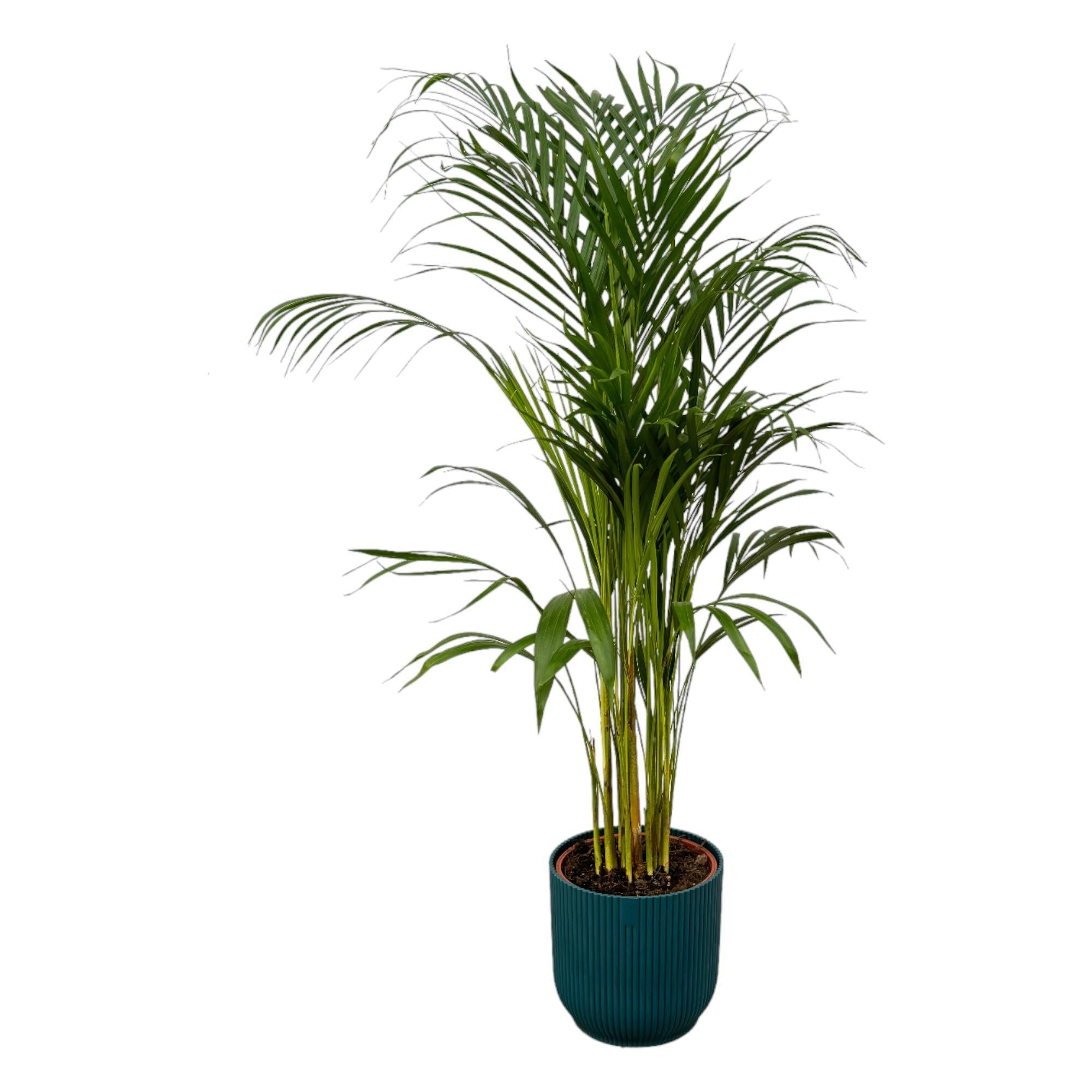 Areca palm - ↨110cm - Ø21cm inclusief elho Vibes Fold Rond blauw D22xH20