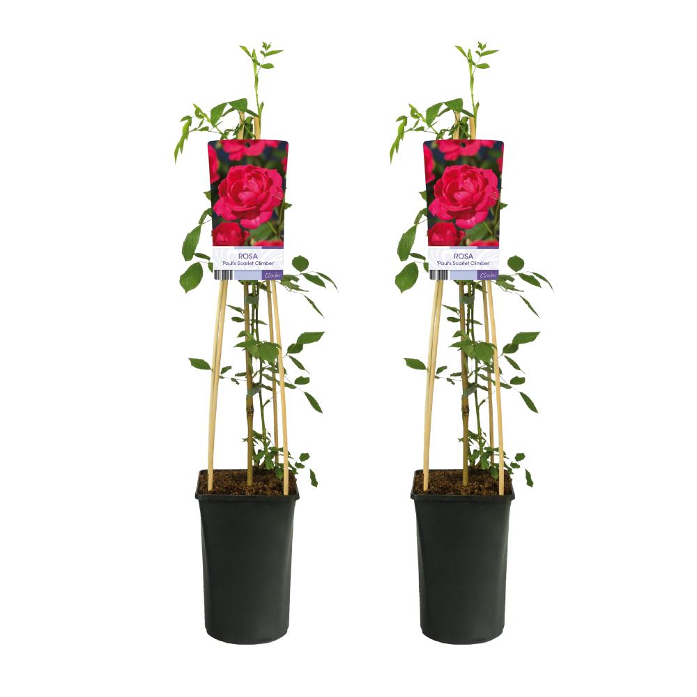 Rosa Paul's Scarlet Climber - 2 stuks - Ø17cm - ↕75cm