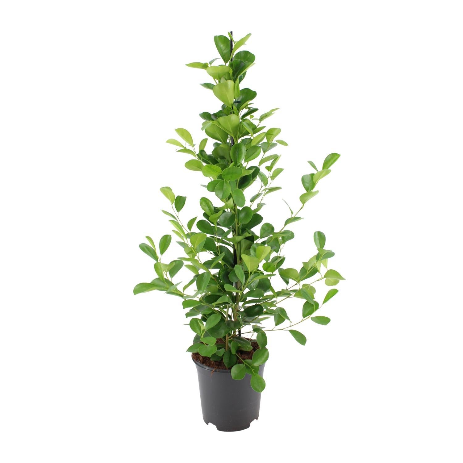 Lorbeerfeige Ficus microcarpa Moclame - Ø21cm - ↕95cm