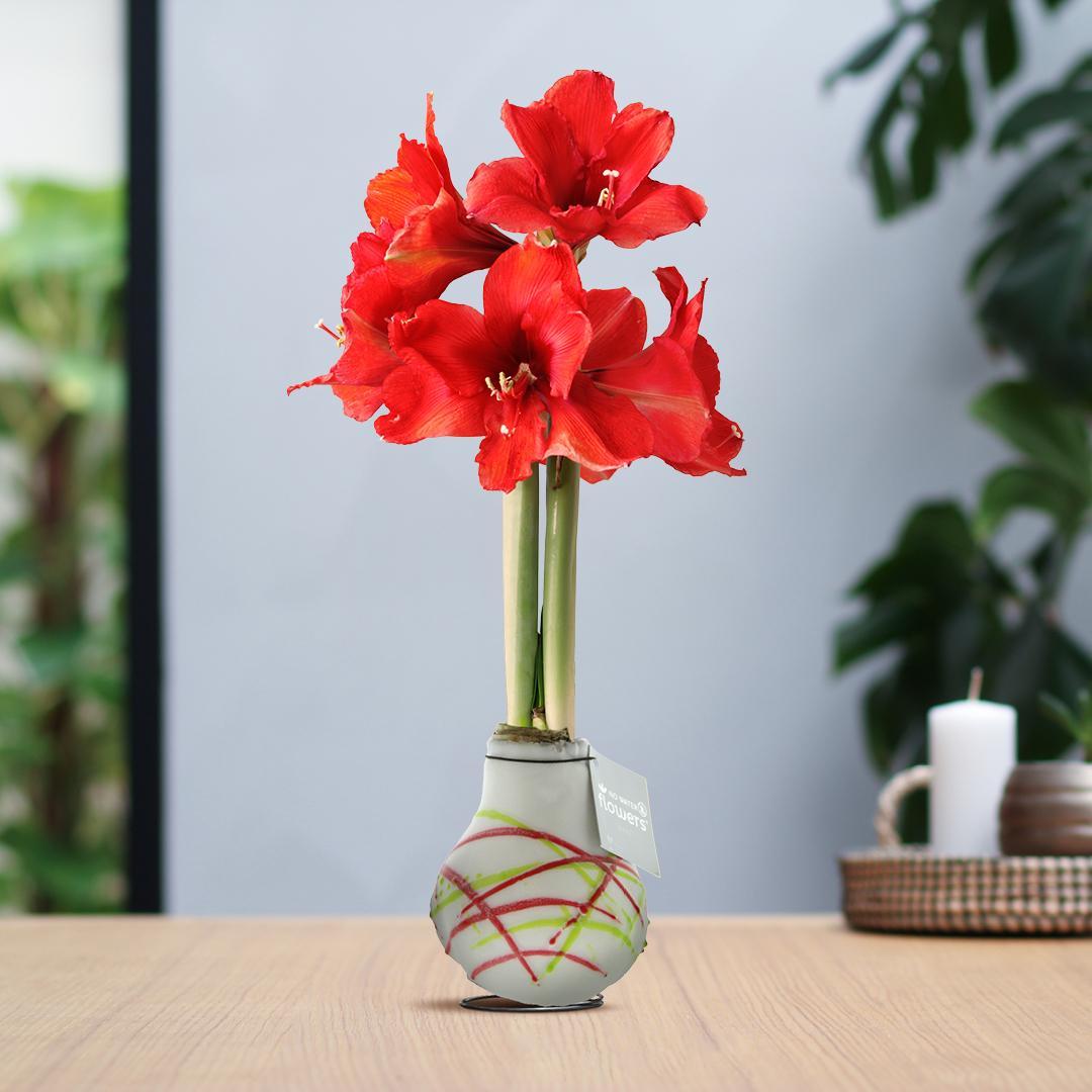 No Water Flowers® (wax amaryllis) | Waxz® Art Picasso - White + Red flower