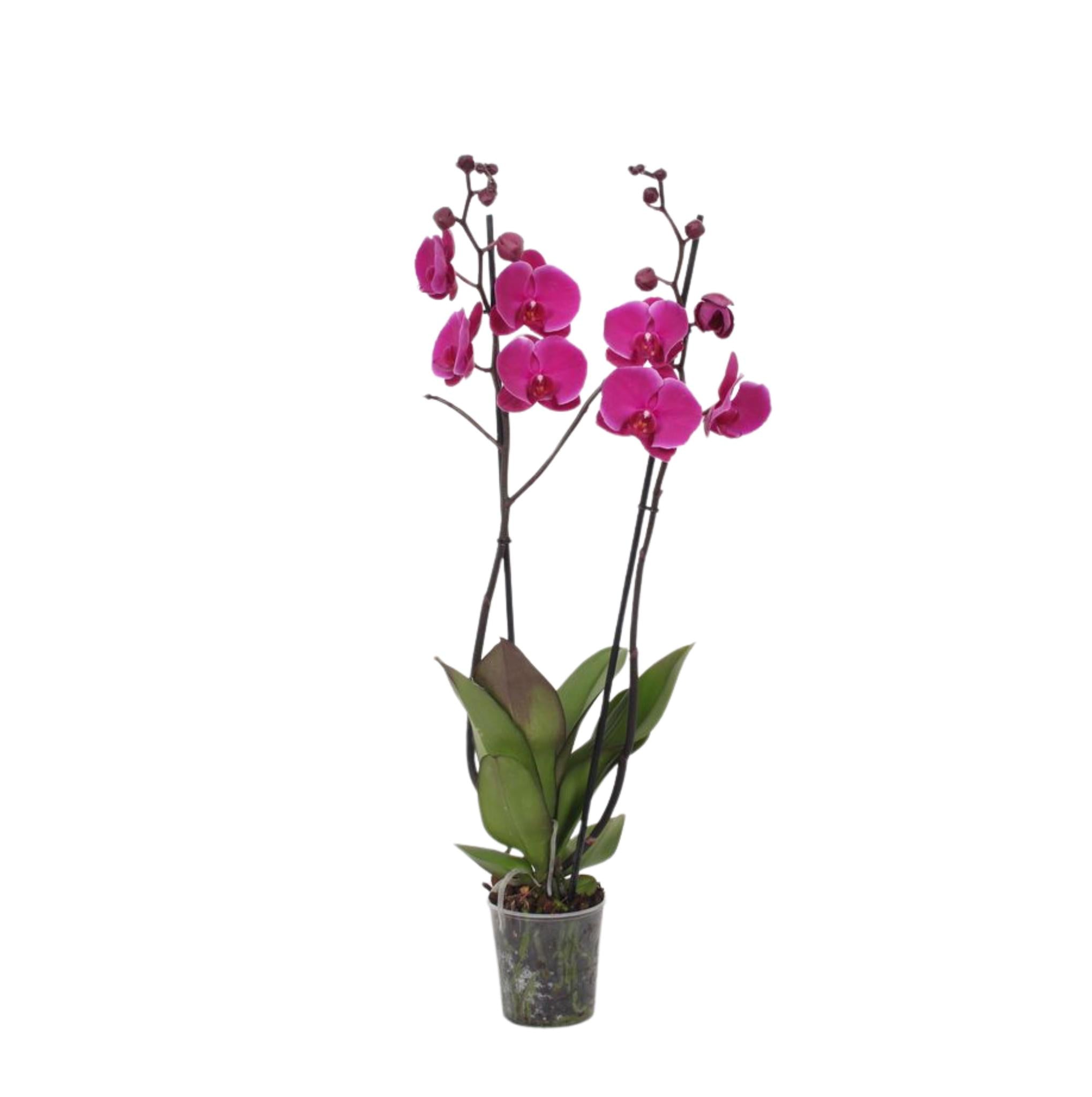 Orchidee Phalaenopsis Joyride - 3 tak - 60 cm - Ø12cm