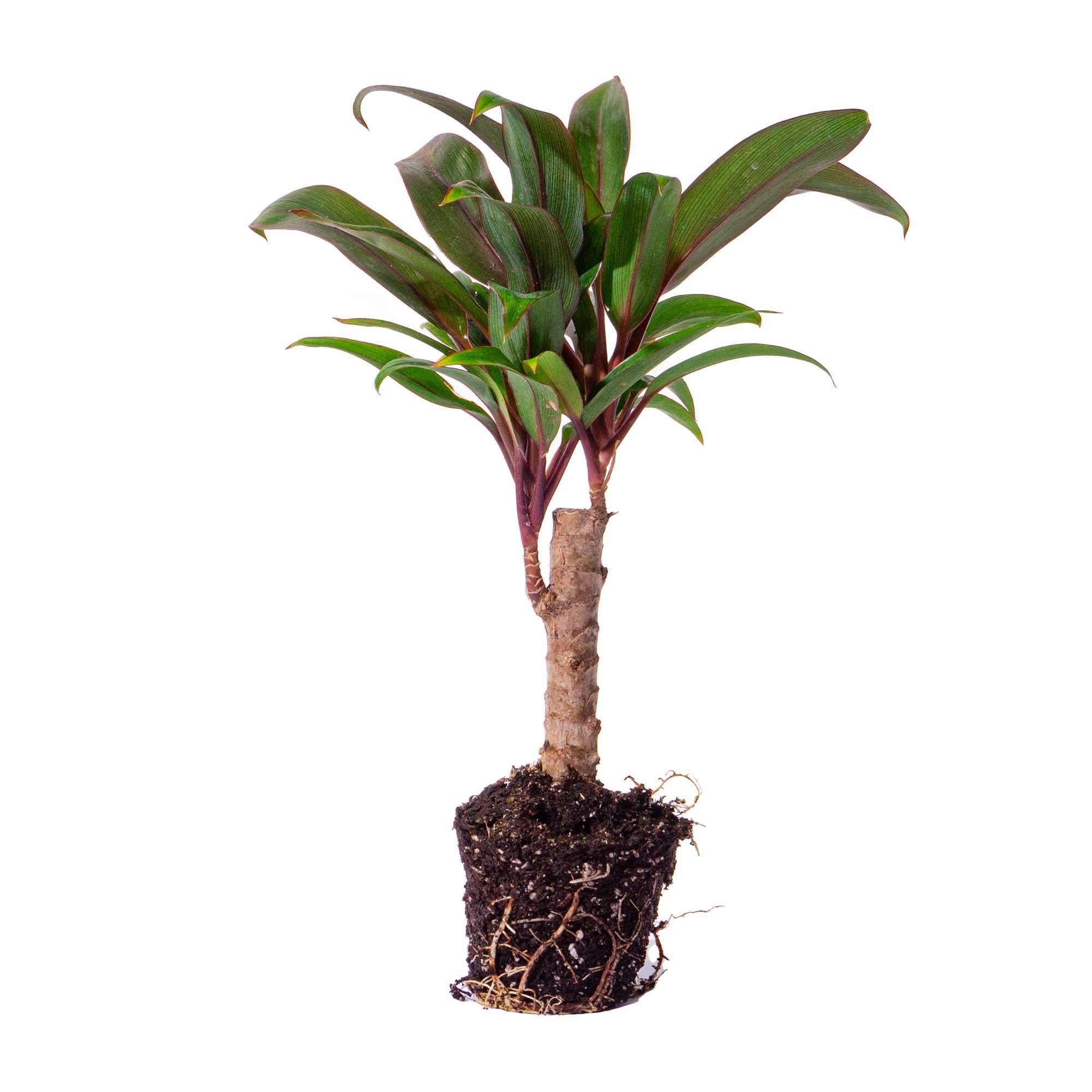 Minipalm - Cordyline fruticosa 'Purple Compacta' - Terrariumplant - Potmaat 6