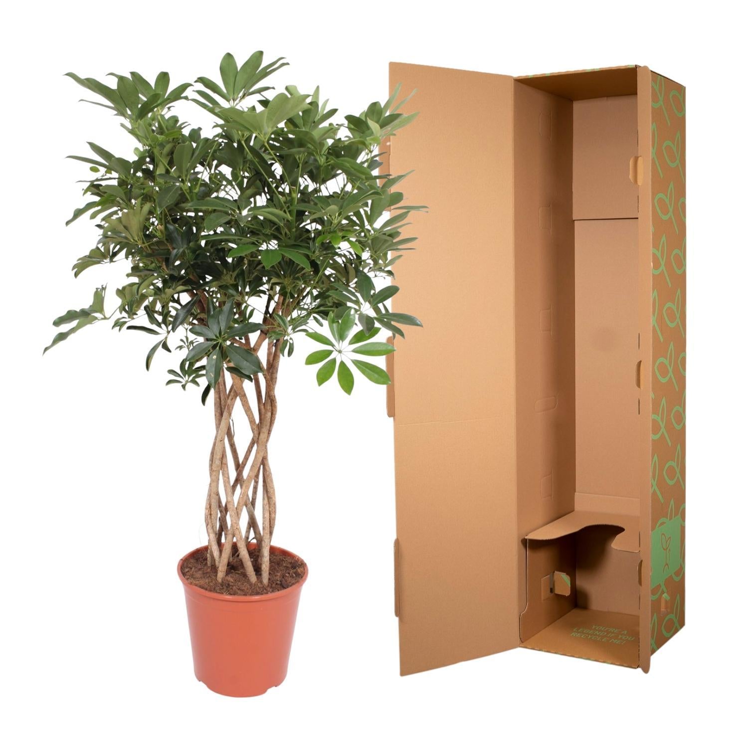 Schefflera Arboricola Compacta geweven stam - 140 cm - ø30