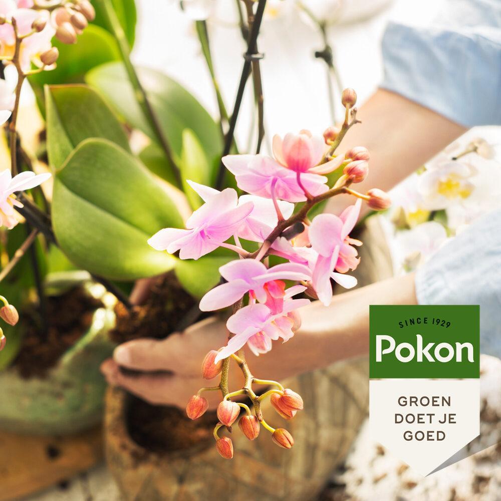 Pokon Powerspray Orchidee 300 ml