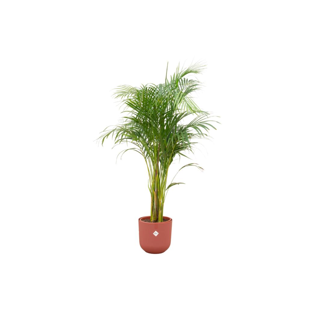 Arecapalme Dypsis lutescens inklusive elho Jazz Round Topf erdbraun Ø26 - 140 cm