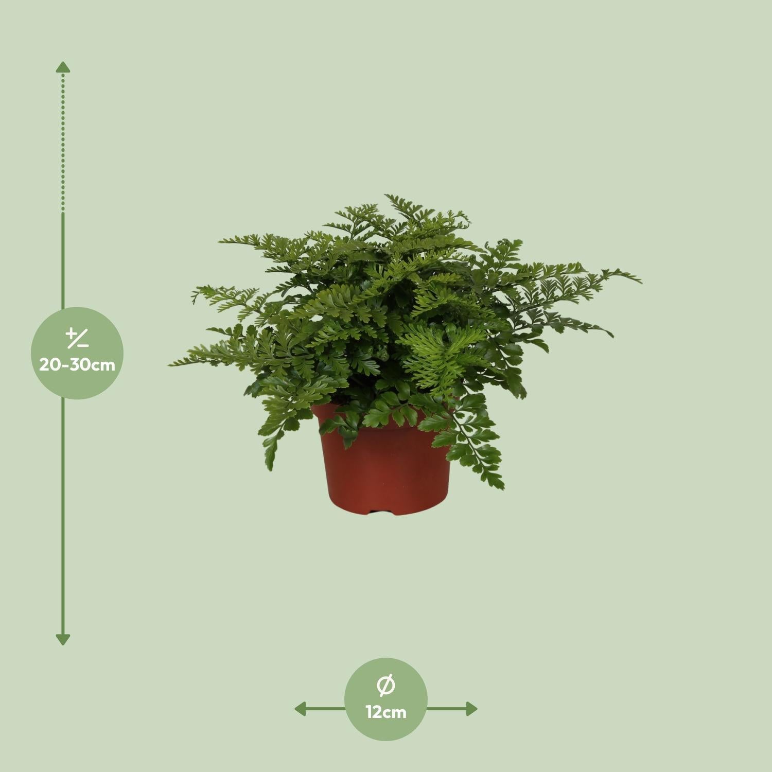 Vogelnestfarn - Asplenium Parvati - Ø12cm - ↕25cm