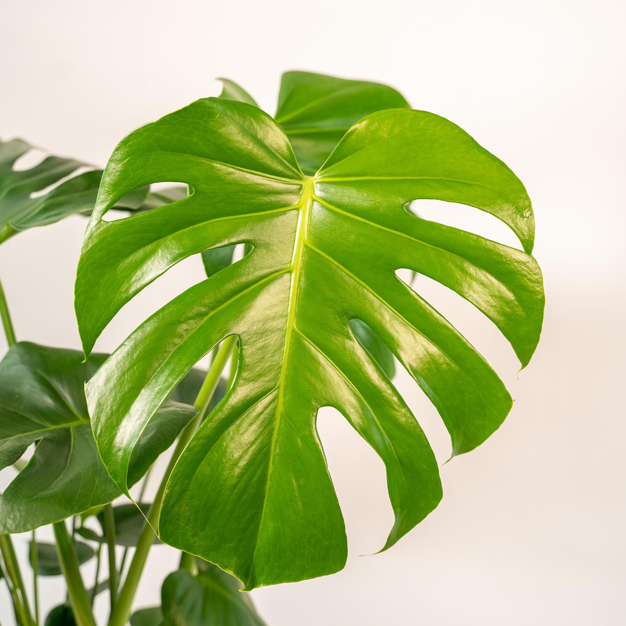 Schweizer Käsepflanze - Monstera Deliciosa + Körbchen Selin - ↨80cm - Ø21cm